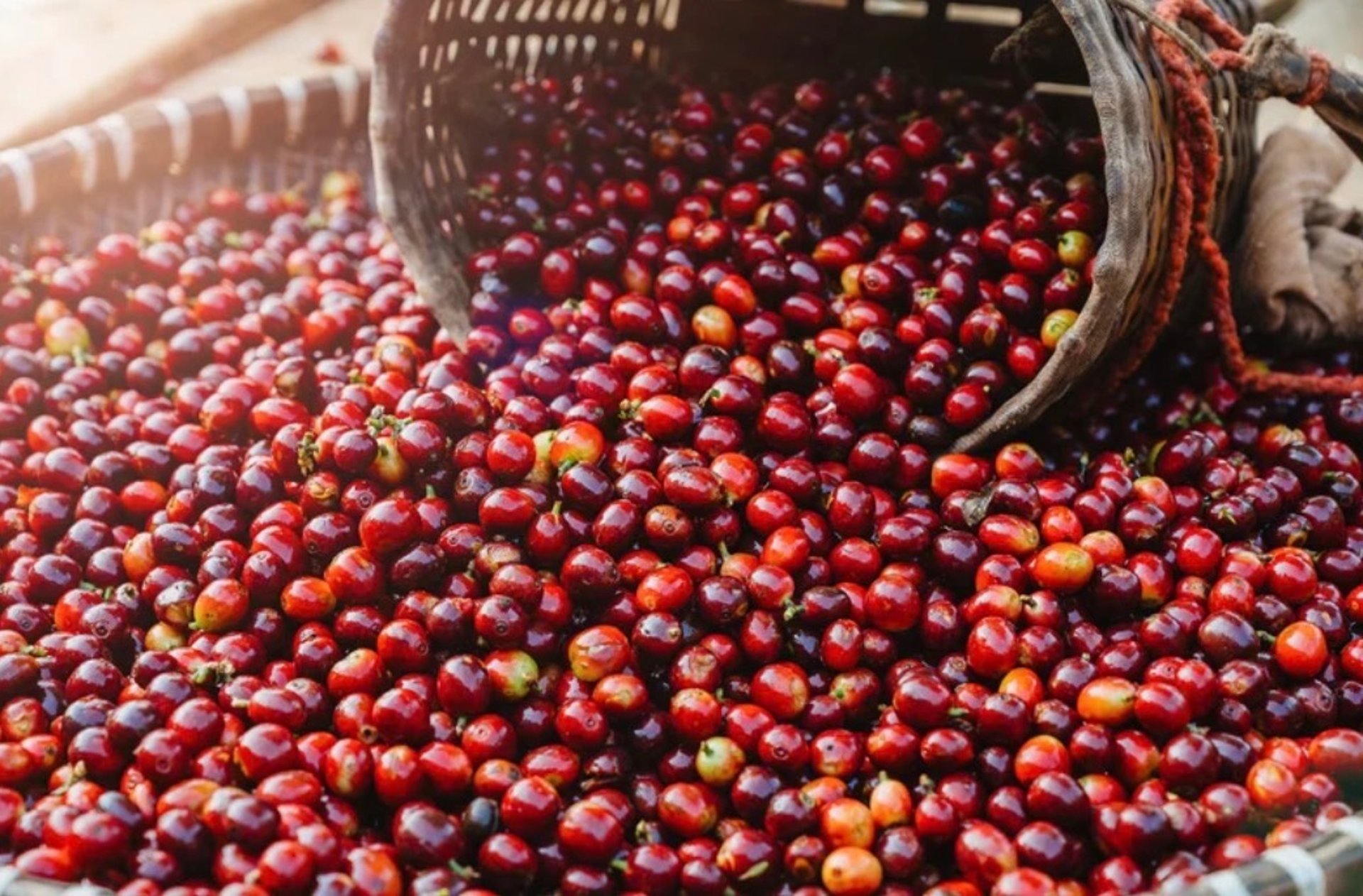 a pile of red berries