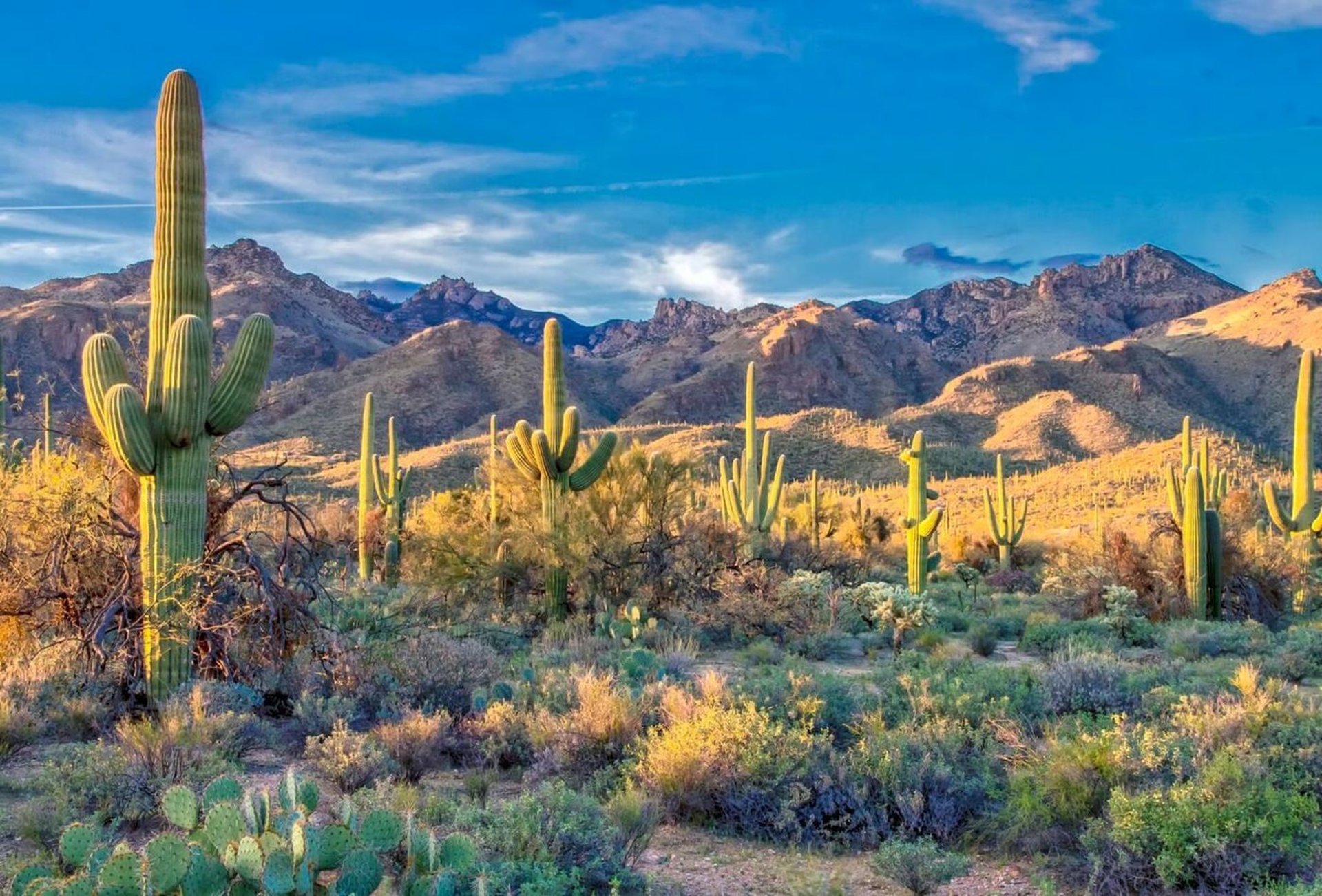 Catalina Foothills in Tucson, Arizona's Sonoran Desert 