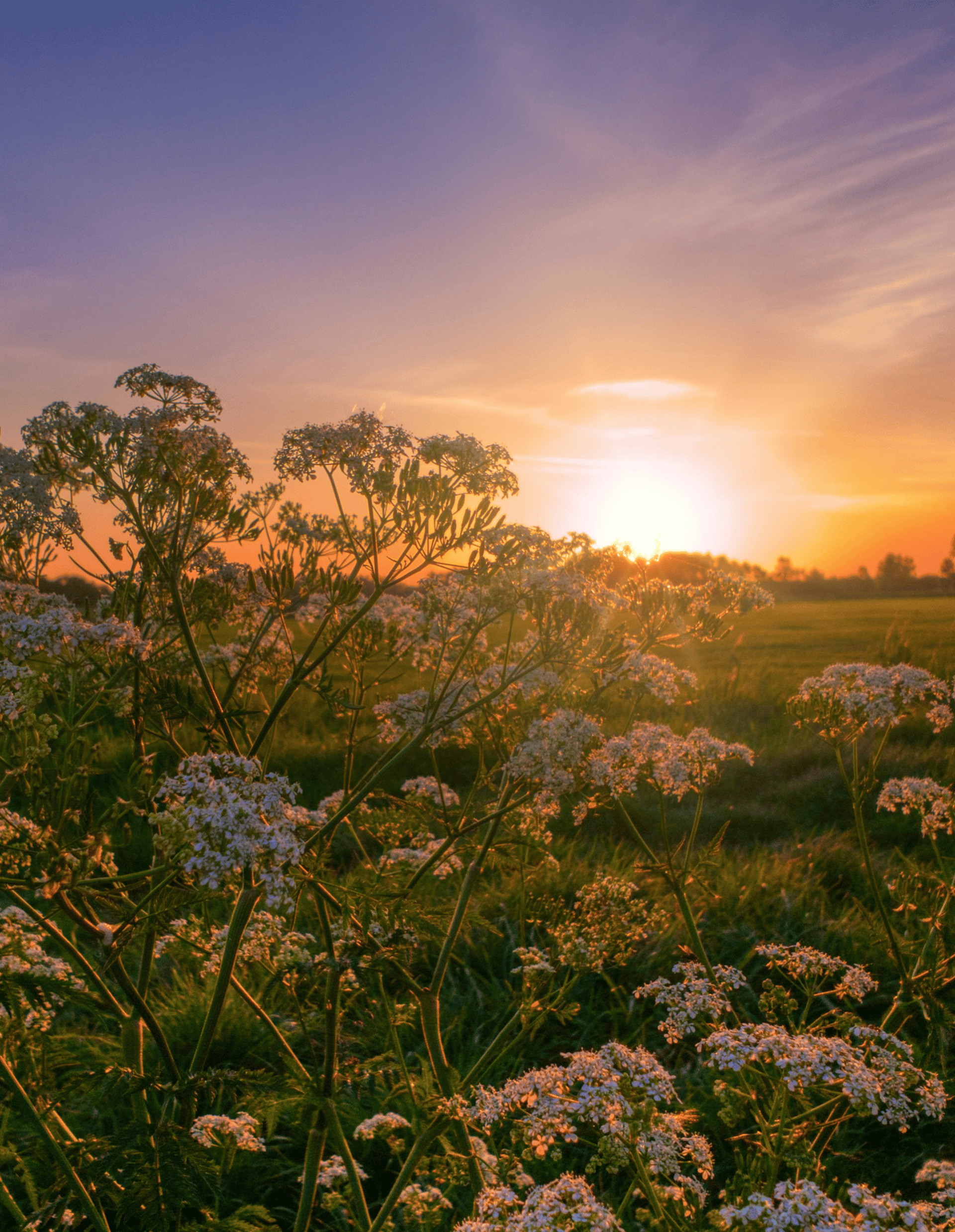 brown rock on green grass during daytime