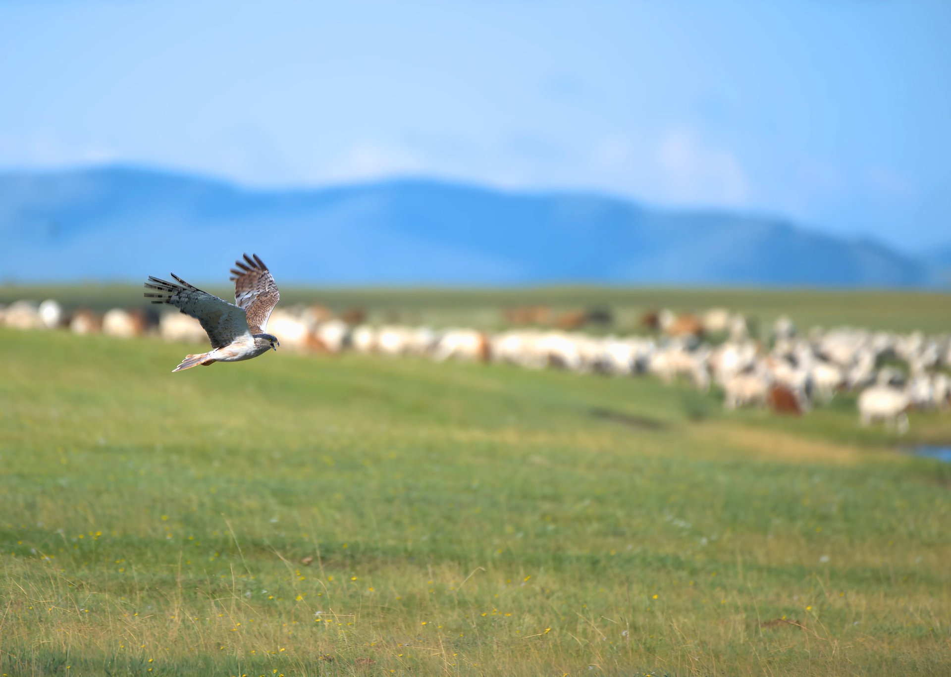 silhouette of person standing under starry sky