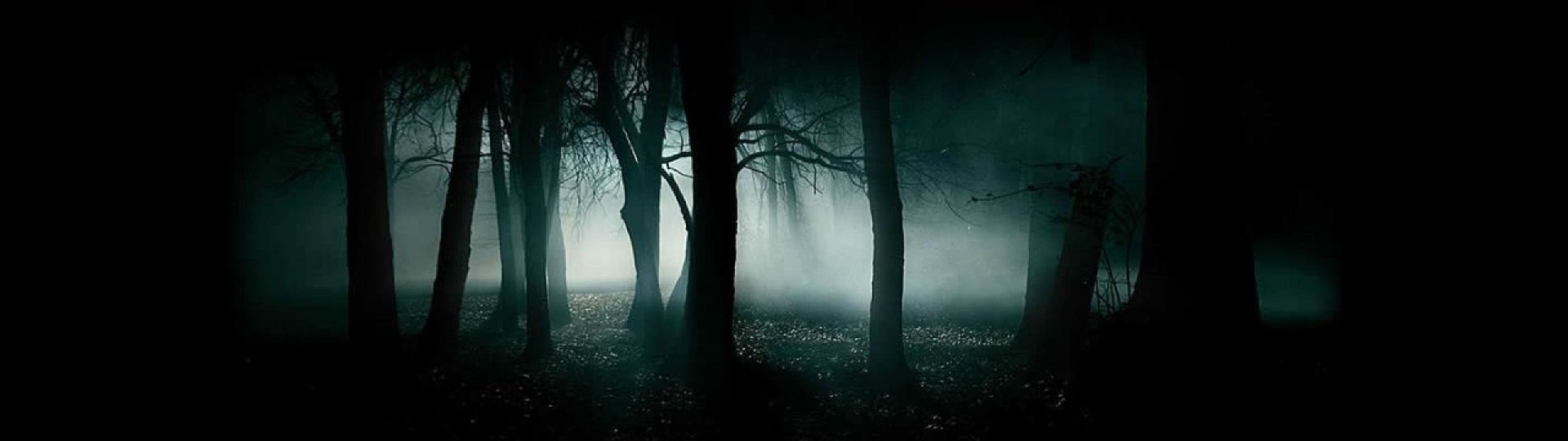 a forest filled with lots of trees covered in fog