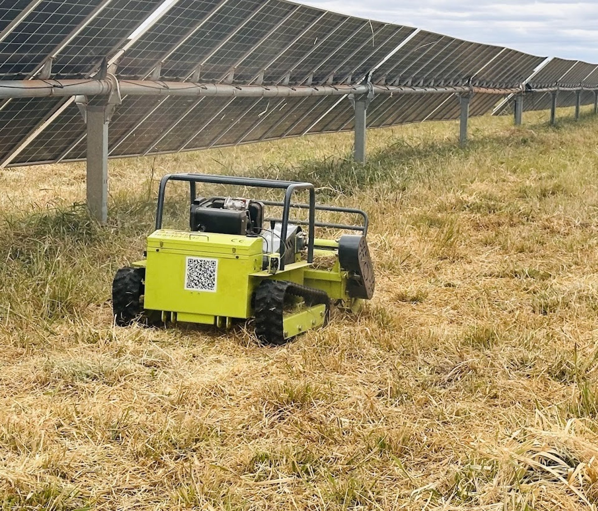 woman holding dried flower