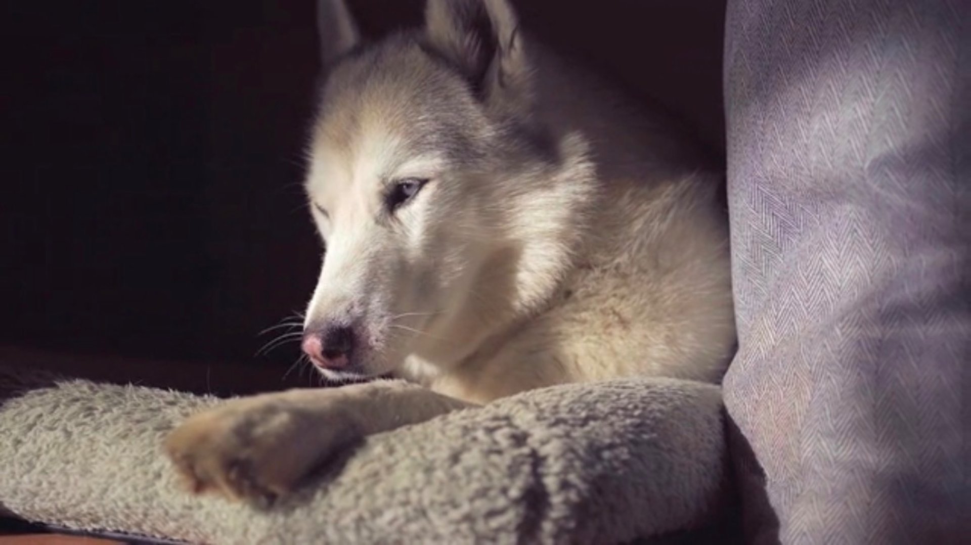 black and white bed linen