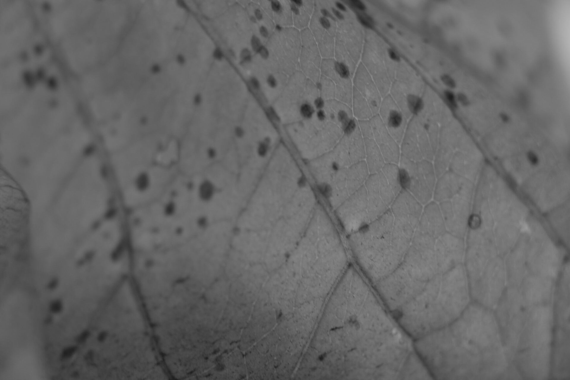 gray computer monitor