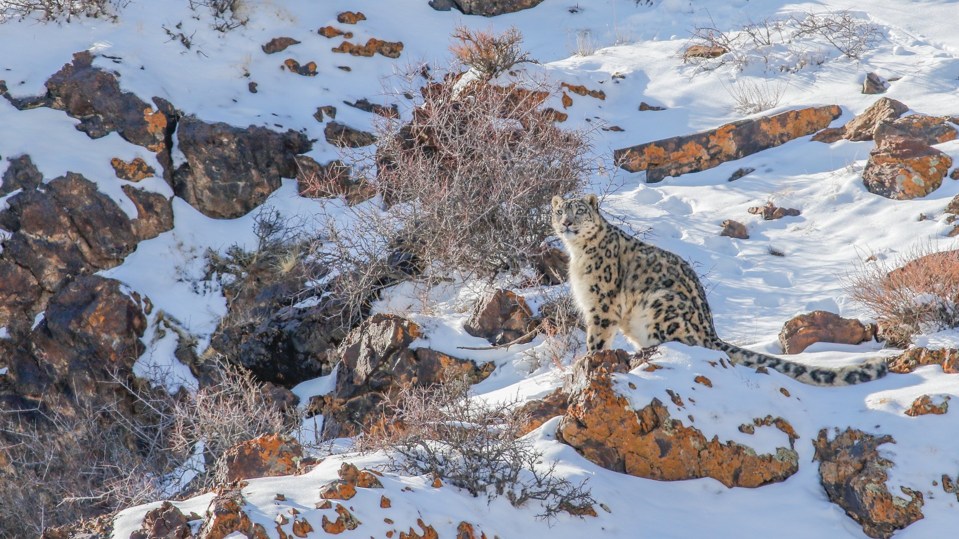 mountain range under blue sky