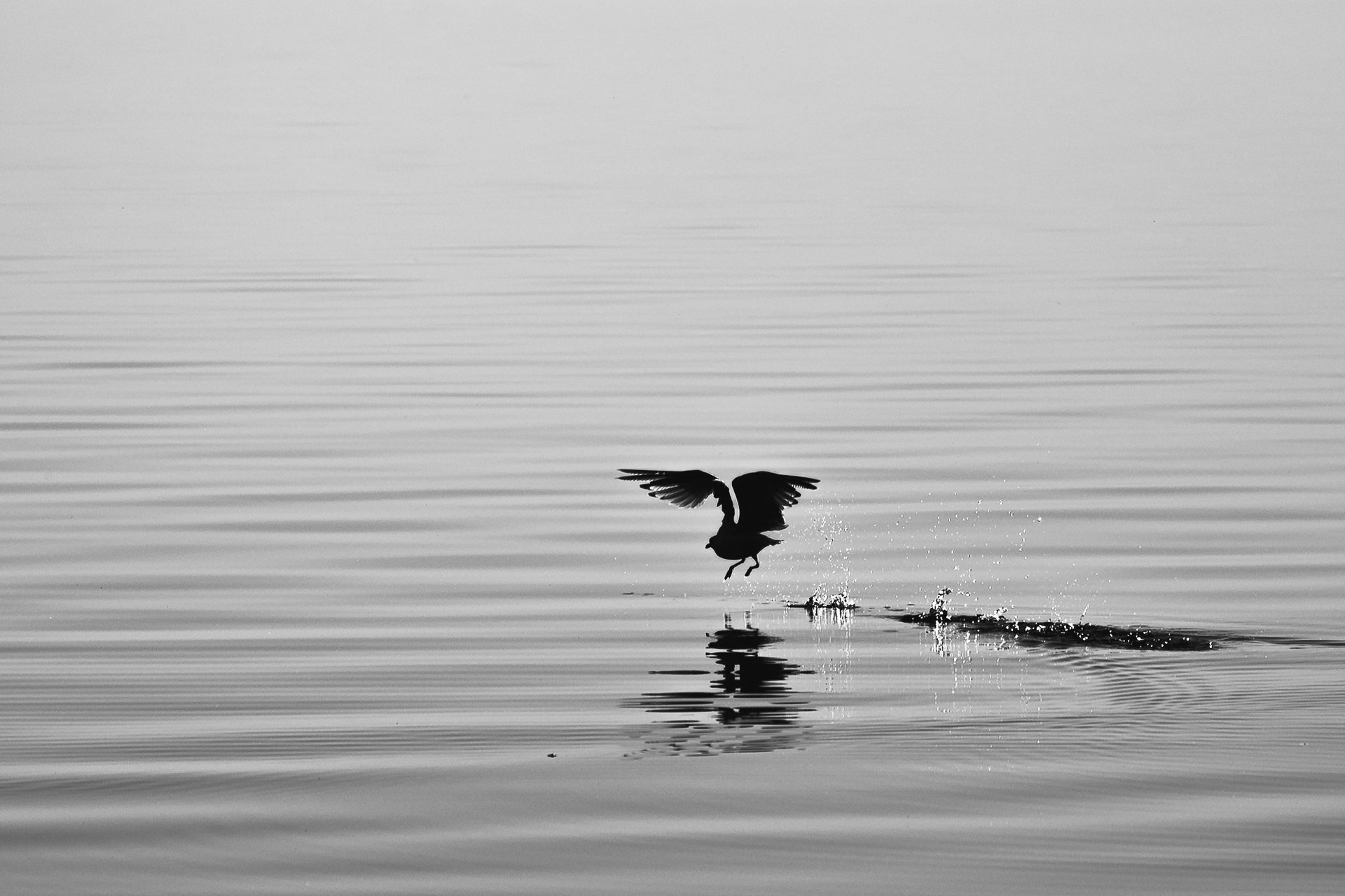 black and white bed linen