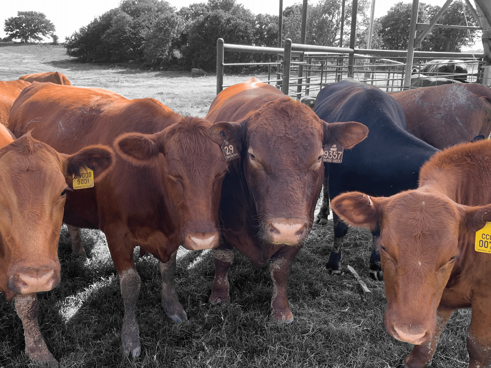 woman holding dried flower