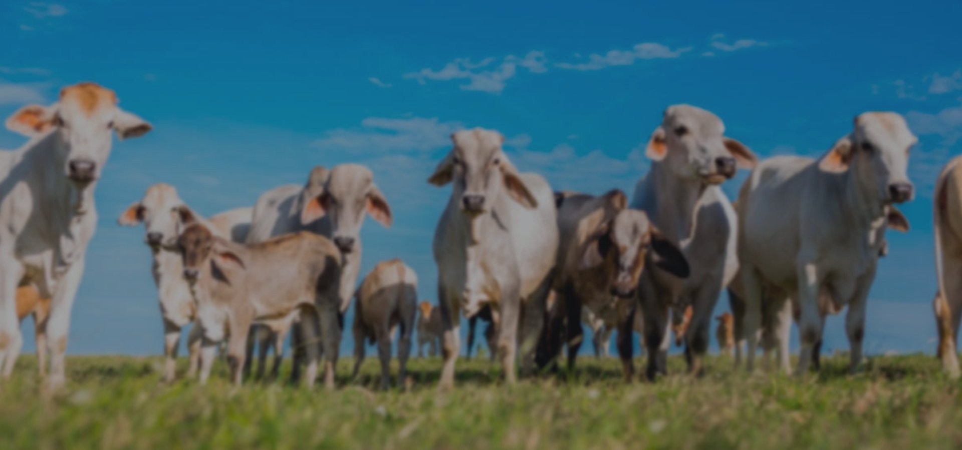 black and brown leather padded tub sofa