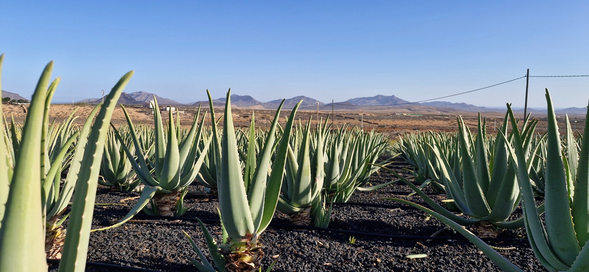 woman wearing yellow long-sleeved dress under white clouds and blue sky during daytime