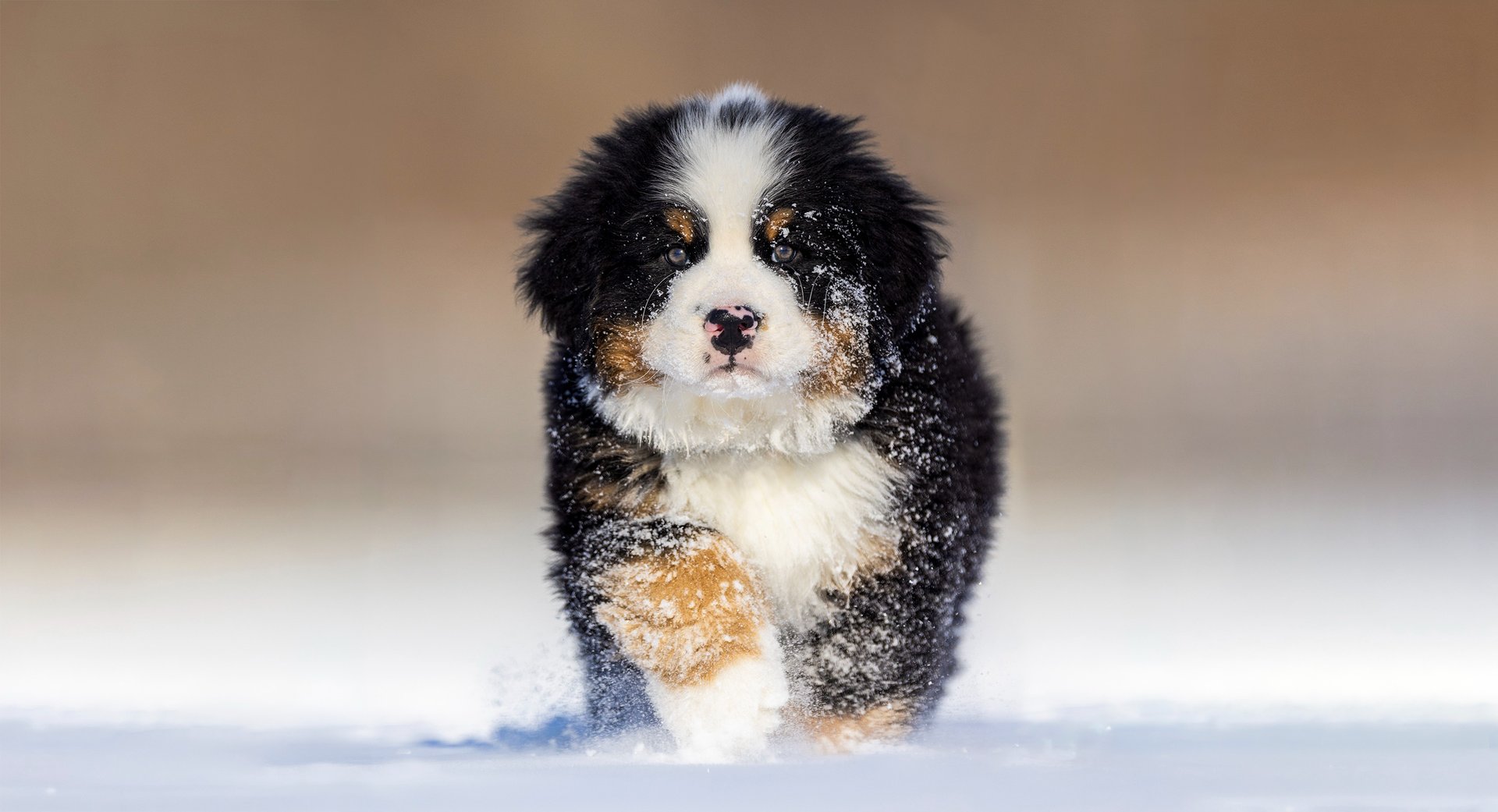 Montreal dog pet photographer Ilana Block