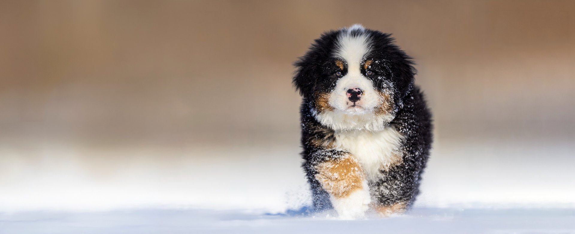 Montreal dog pet photographer Ilana Block