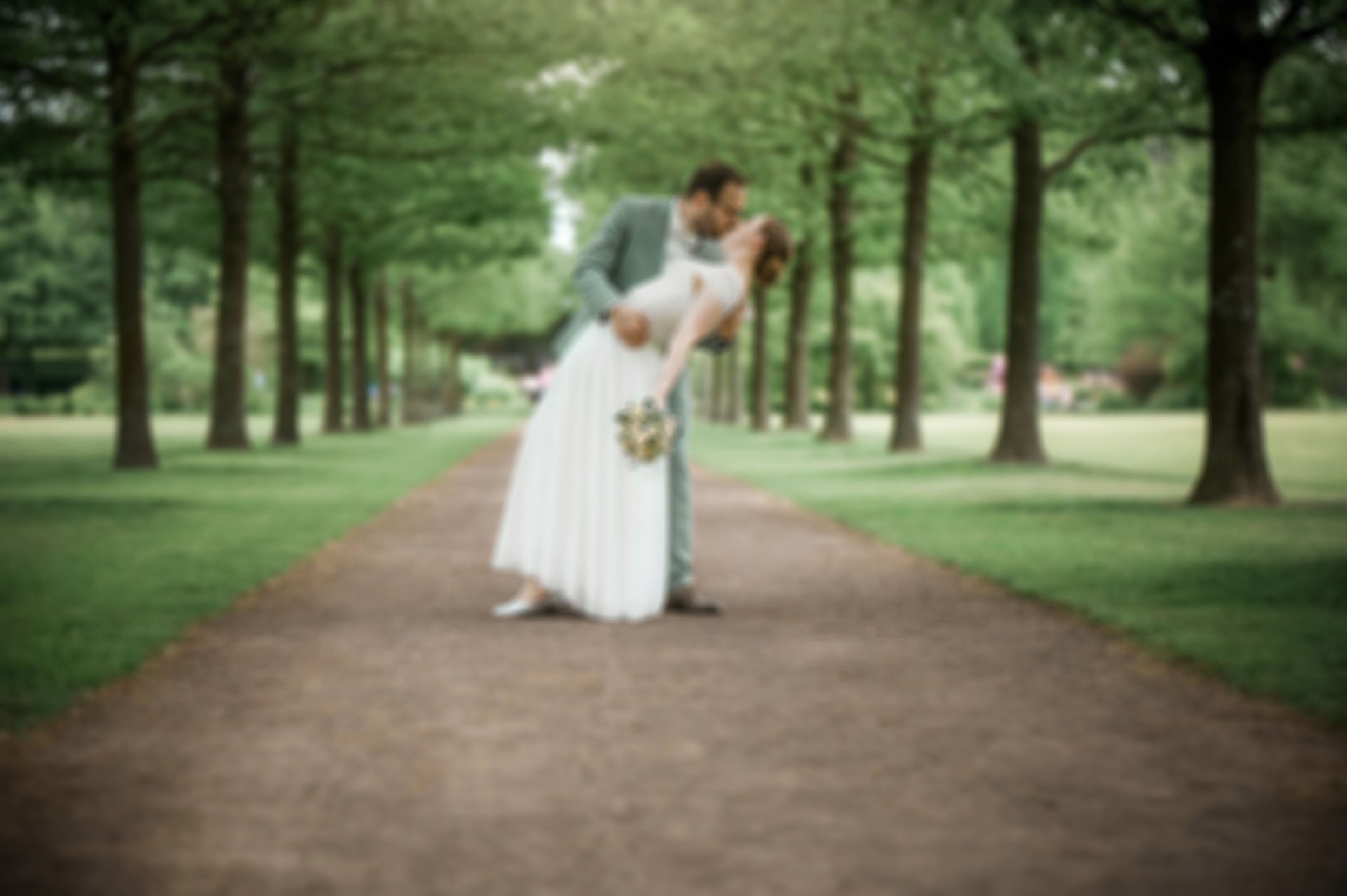 Red tulips in bud, ready to bloom.