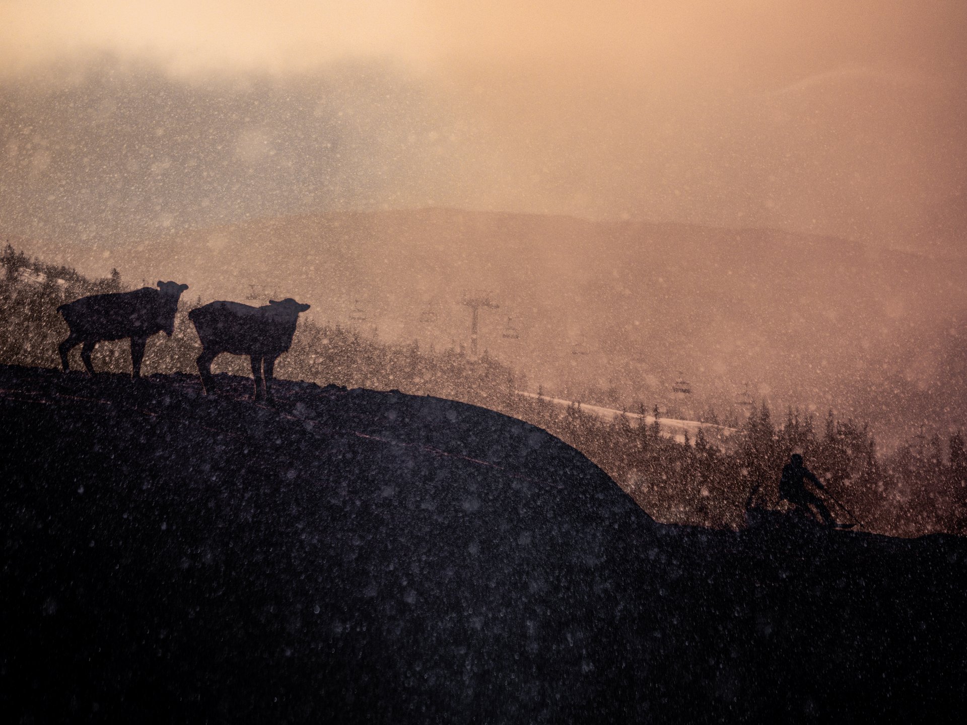 gray computer monitor