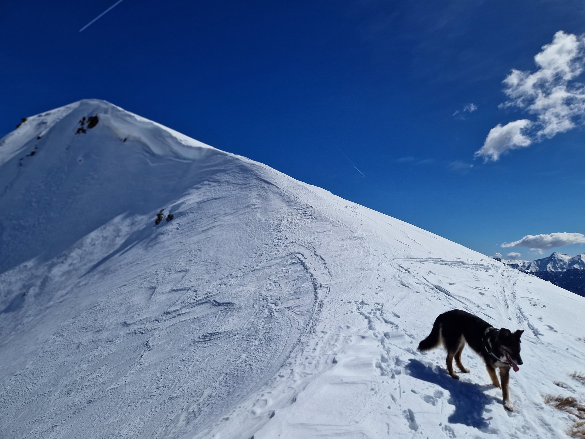 Attività di educazione cinofila relazionale a Caldonazzo
