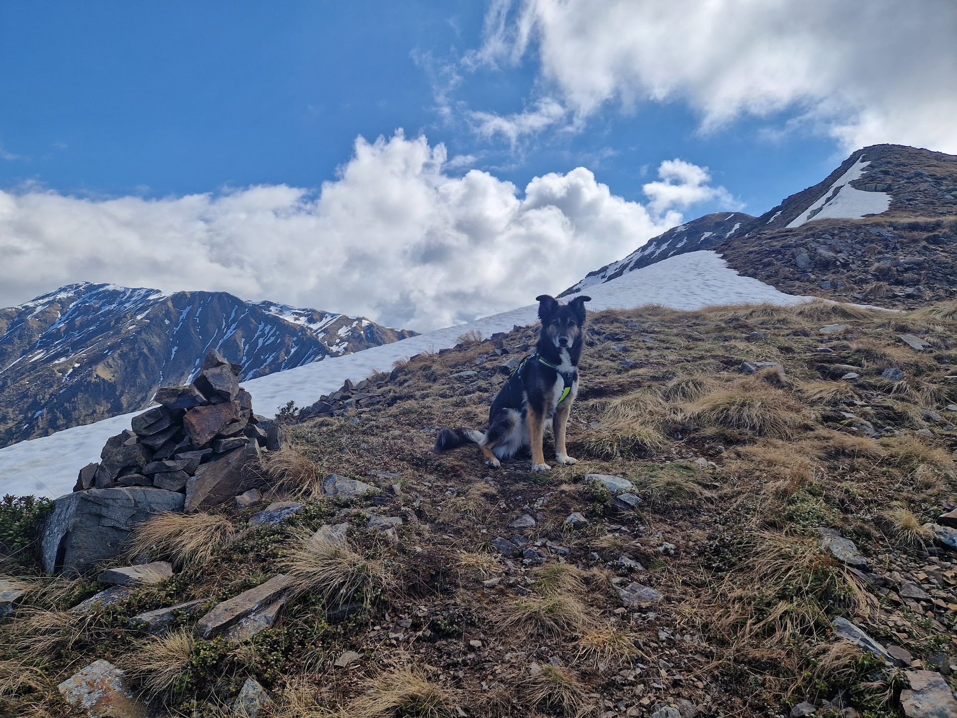 Attività di educazione cinofila relazionale a Caldonazzo