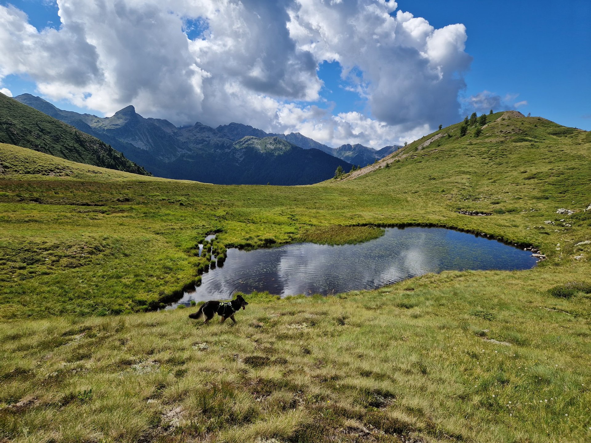 Attività di educazione cinofila relazionale a Caldonazzo
