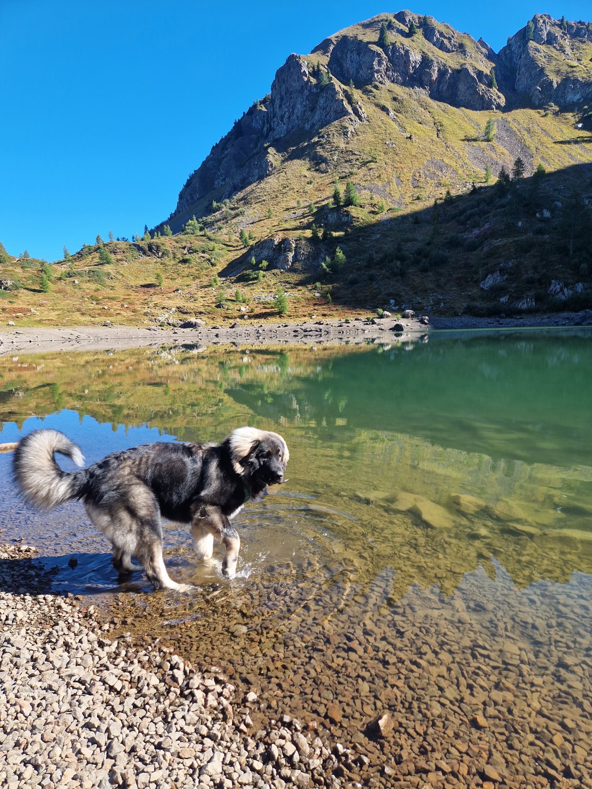 Attività di educazione cinofila relazionale a Caldonazzo