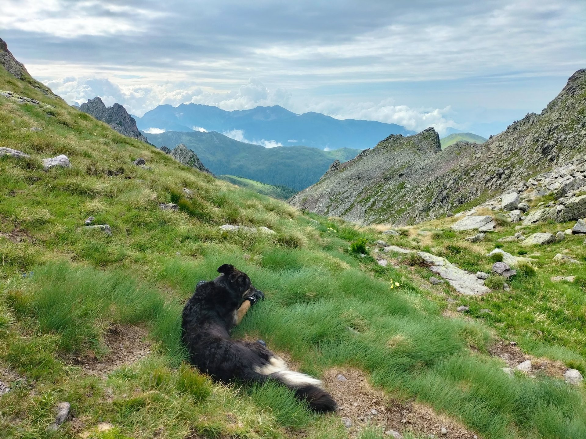 Attività di educazione cinofila relazionale a Caldonazzo