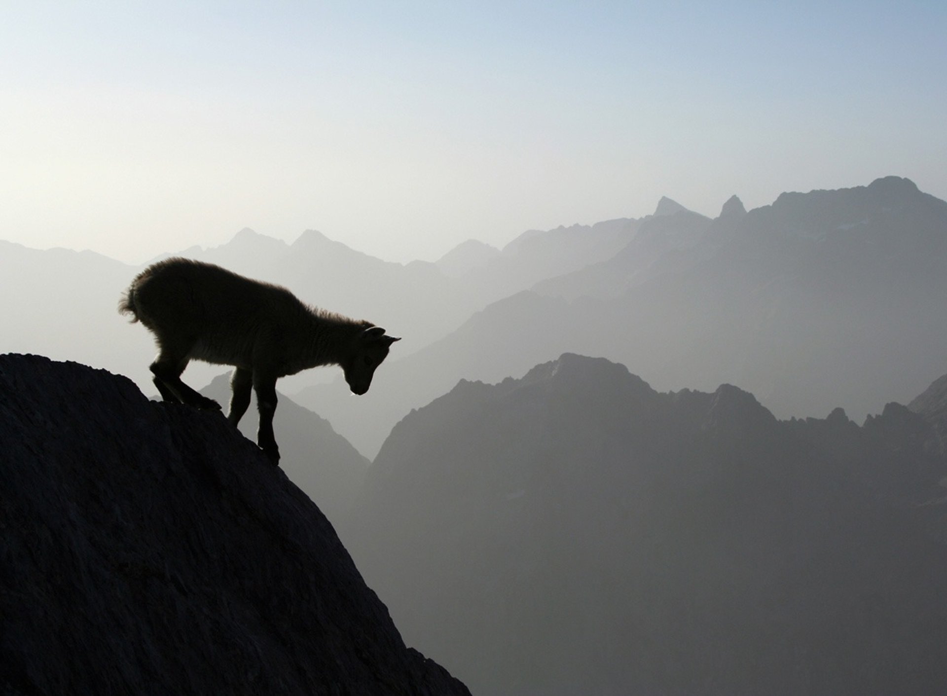 un jeune bouquetin dans le Mercantour