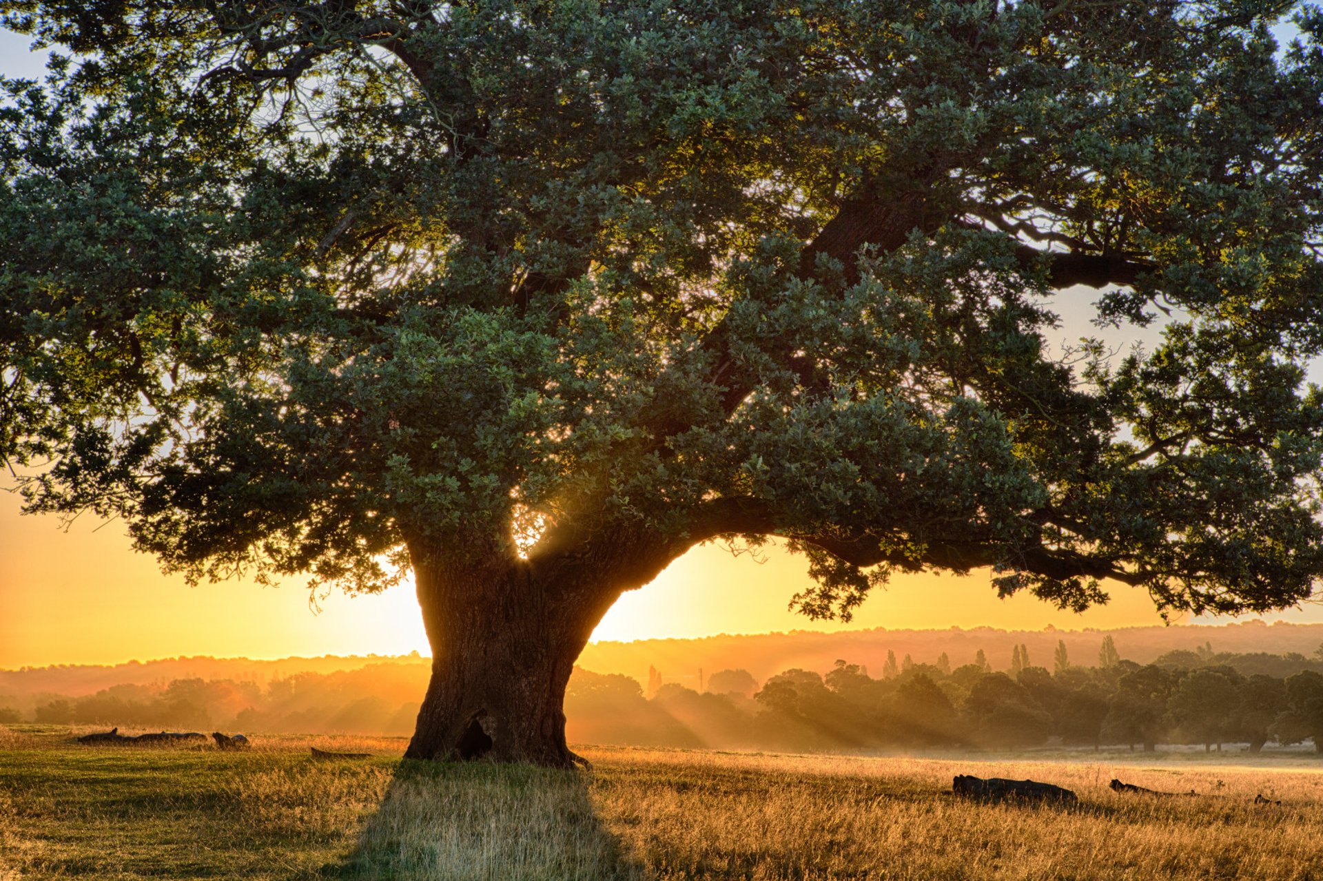 black and brown leather padded tub sofa