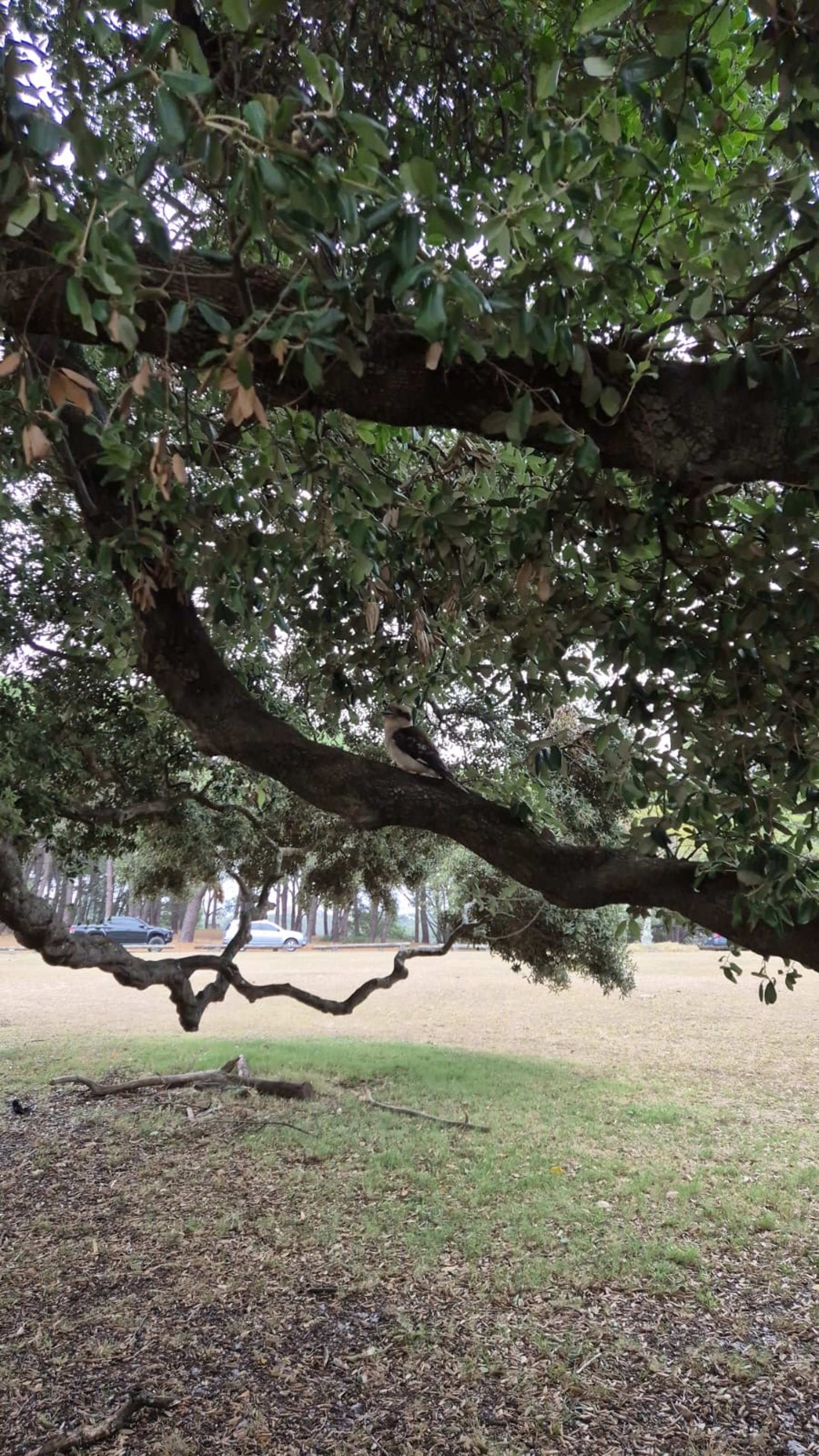 gray computer monitor