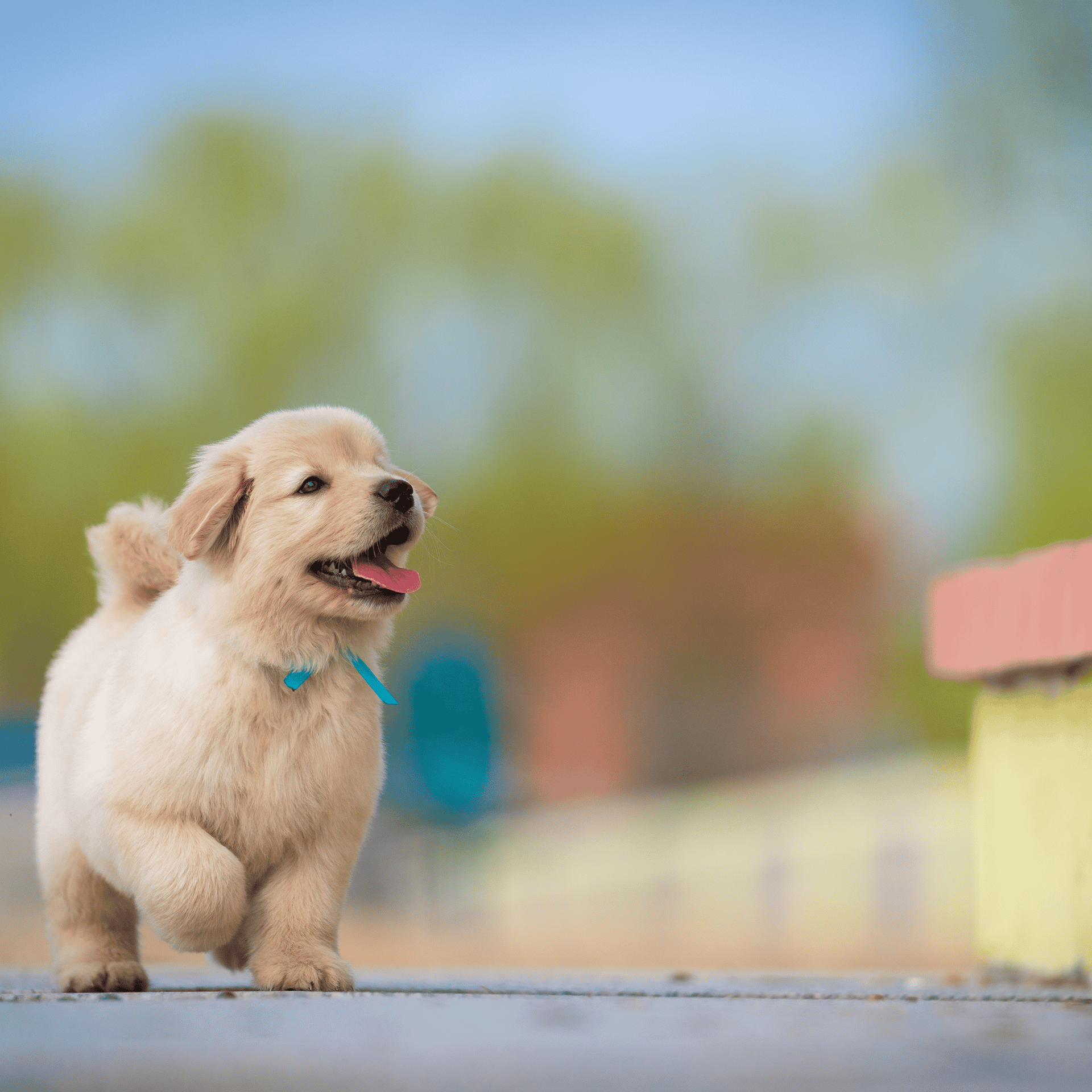 a small white dog running across a grass covered field