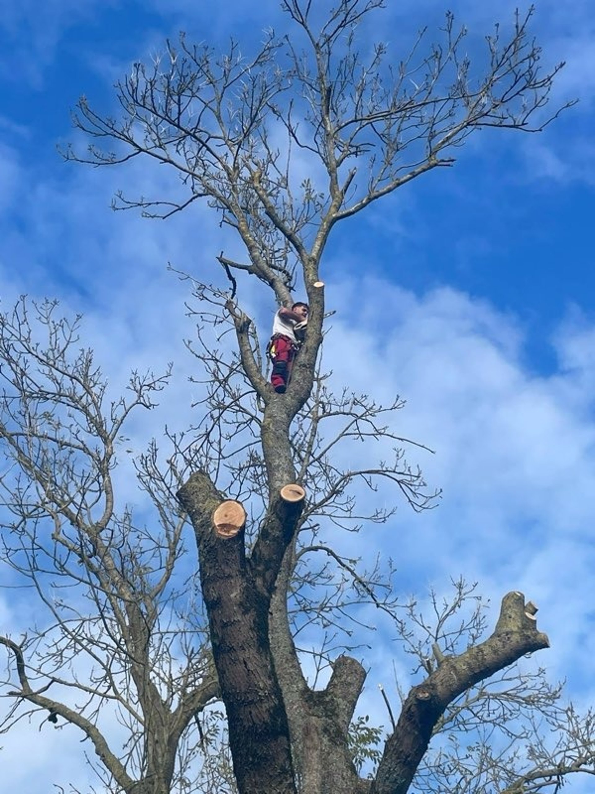 black and brown leather padded tub sofa