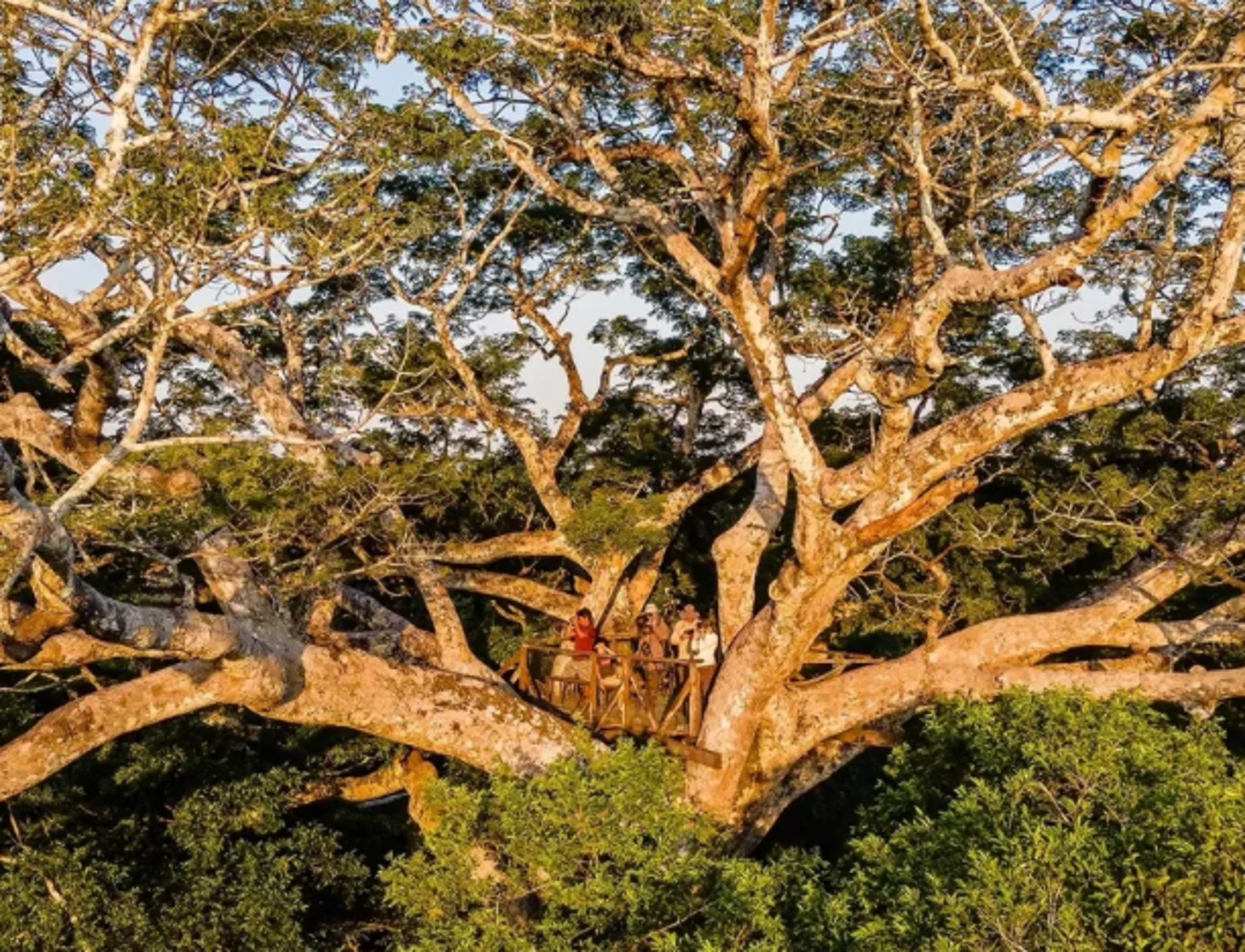 aerial view of green trees and river during daytime