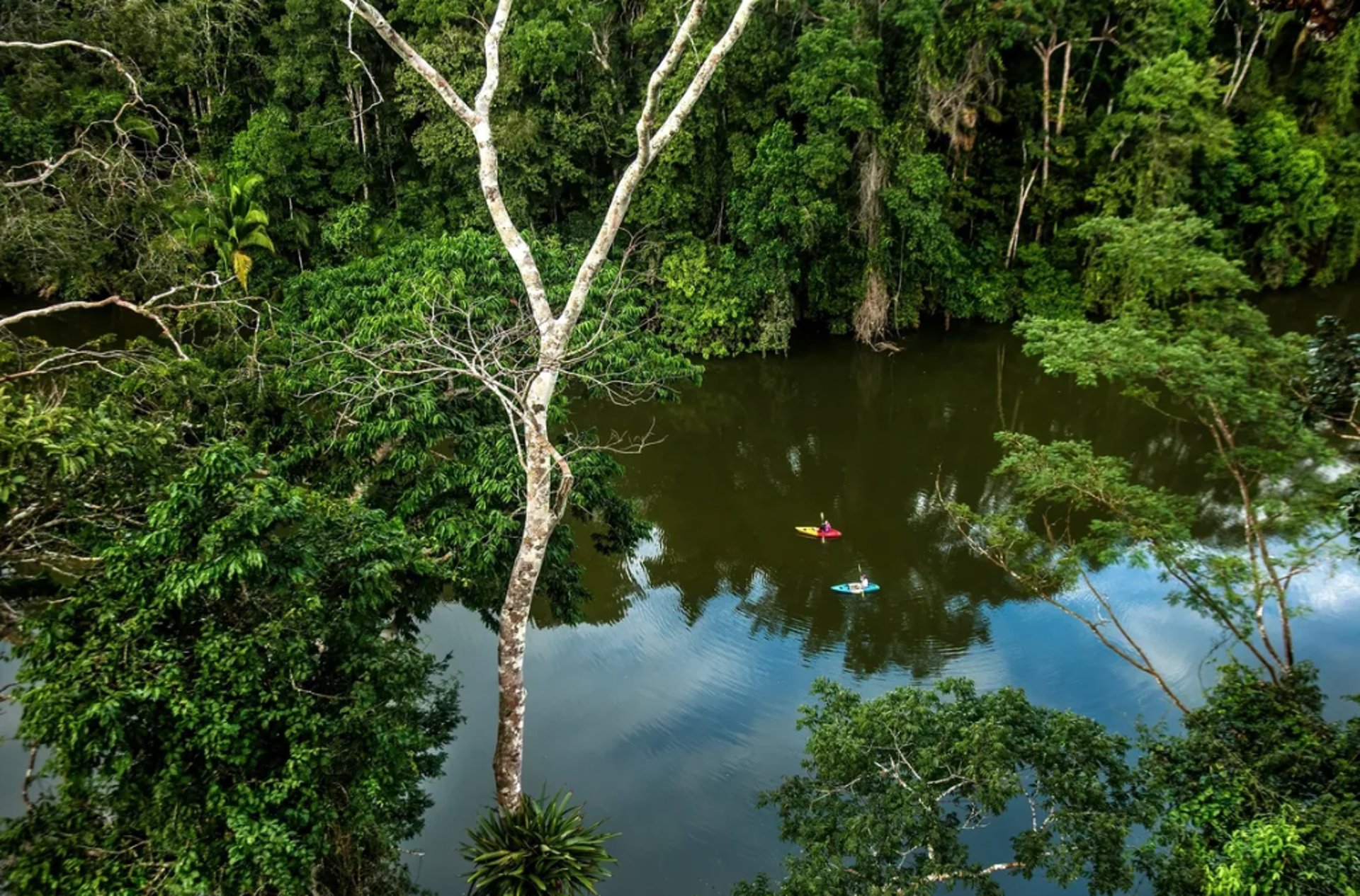 aerial view of green trees and river during daytime