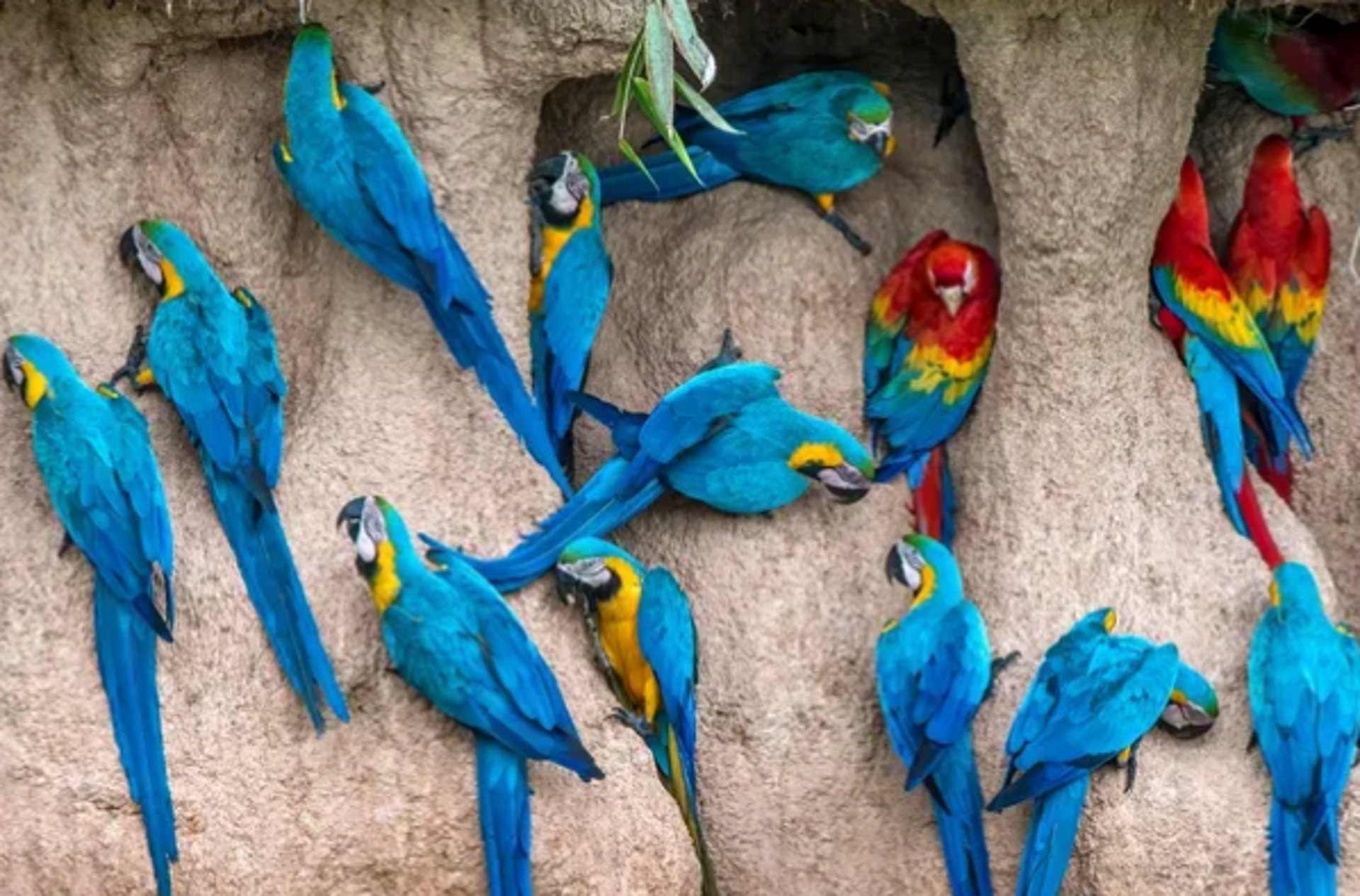 aerial view of green trees and river during daytime