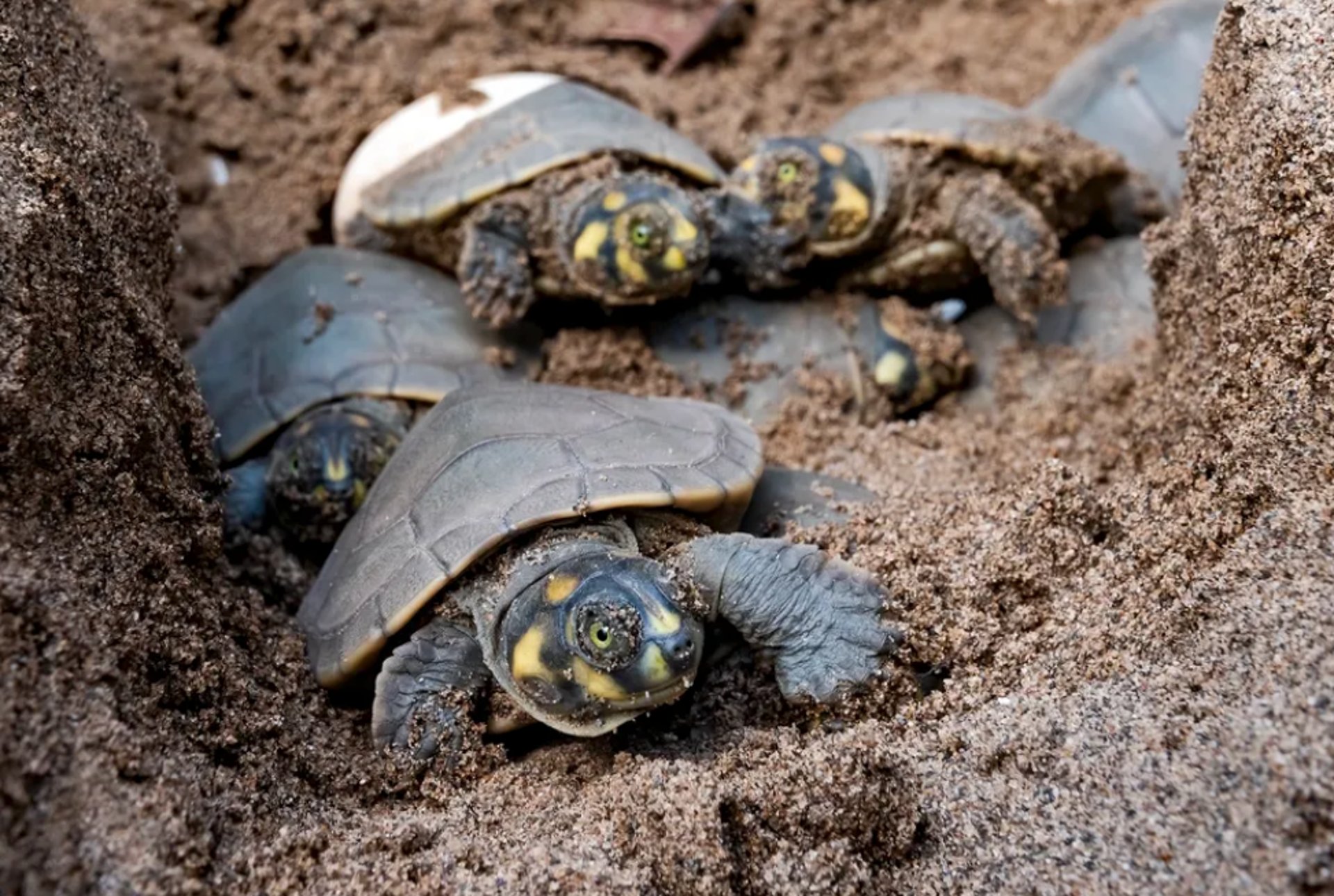aerial view of green trees and river during daytime