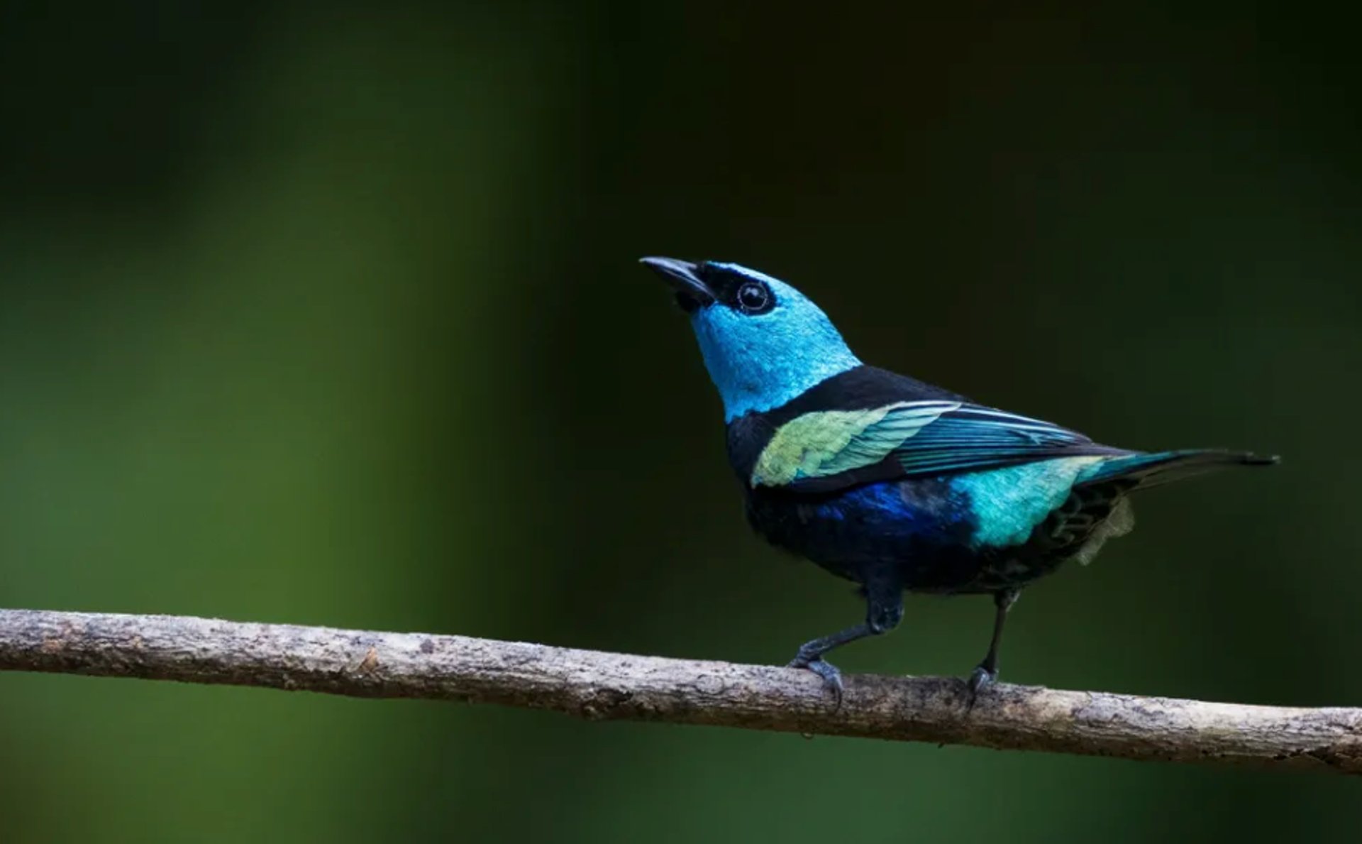 aerial view of green trees and river during daytime