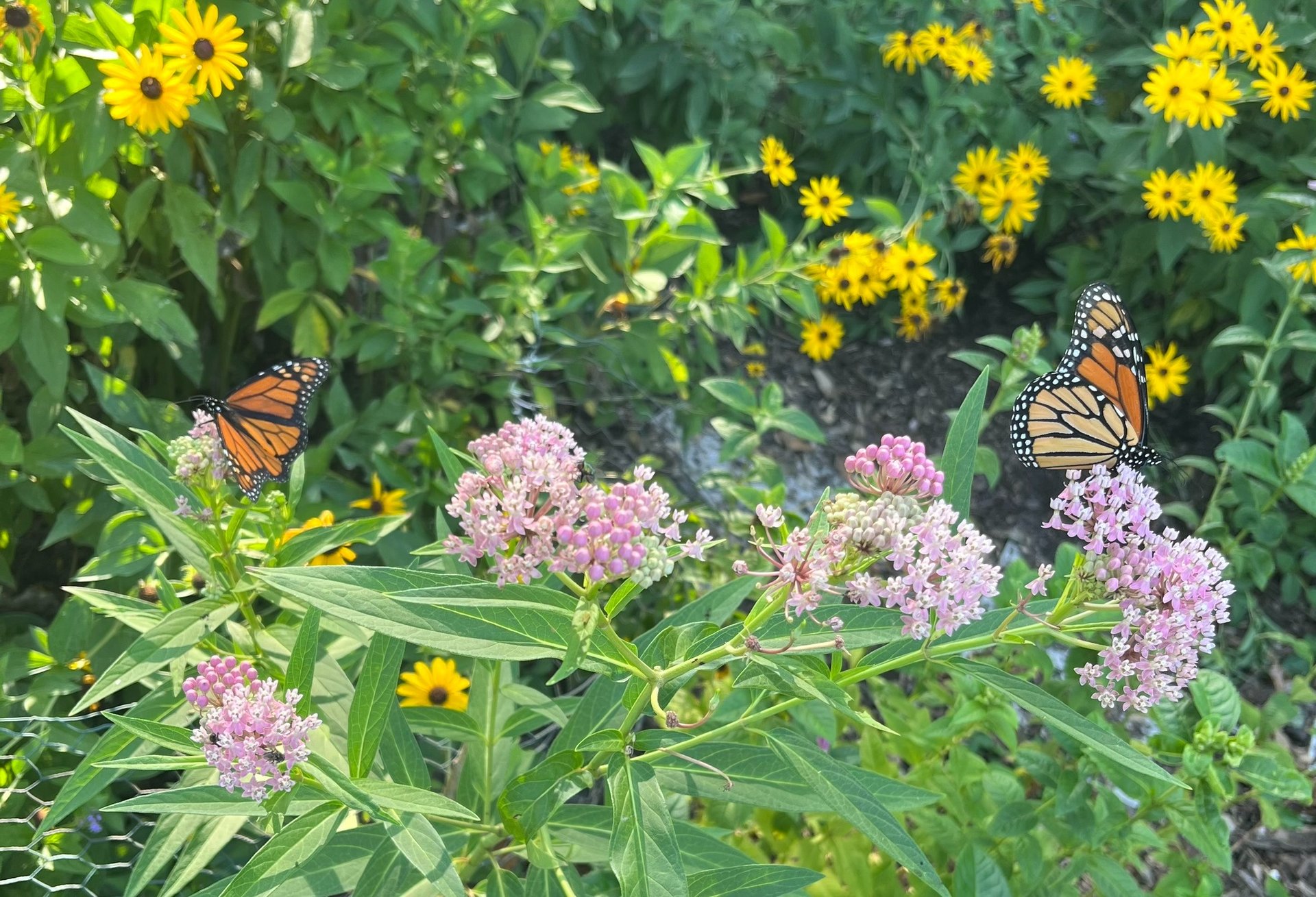 green grass field with trees