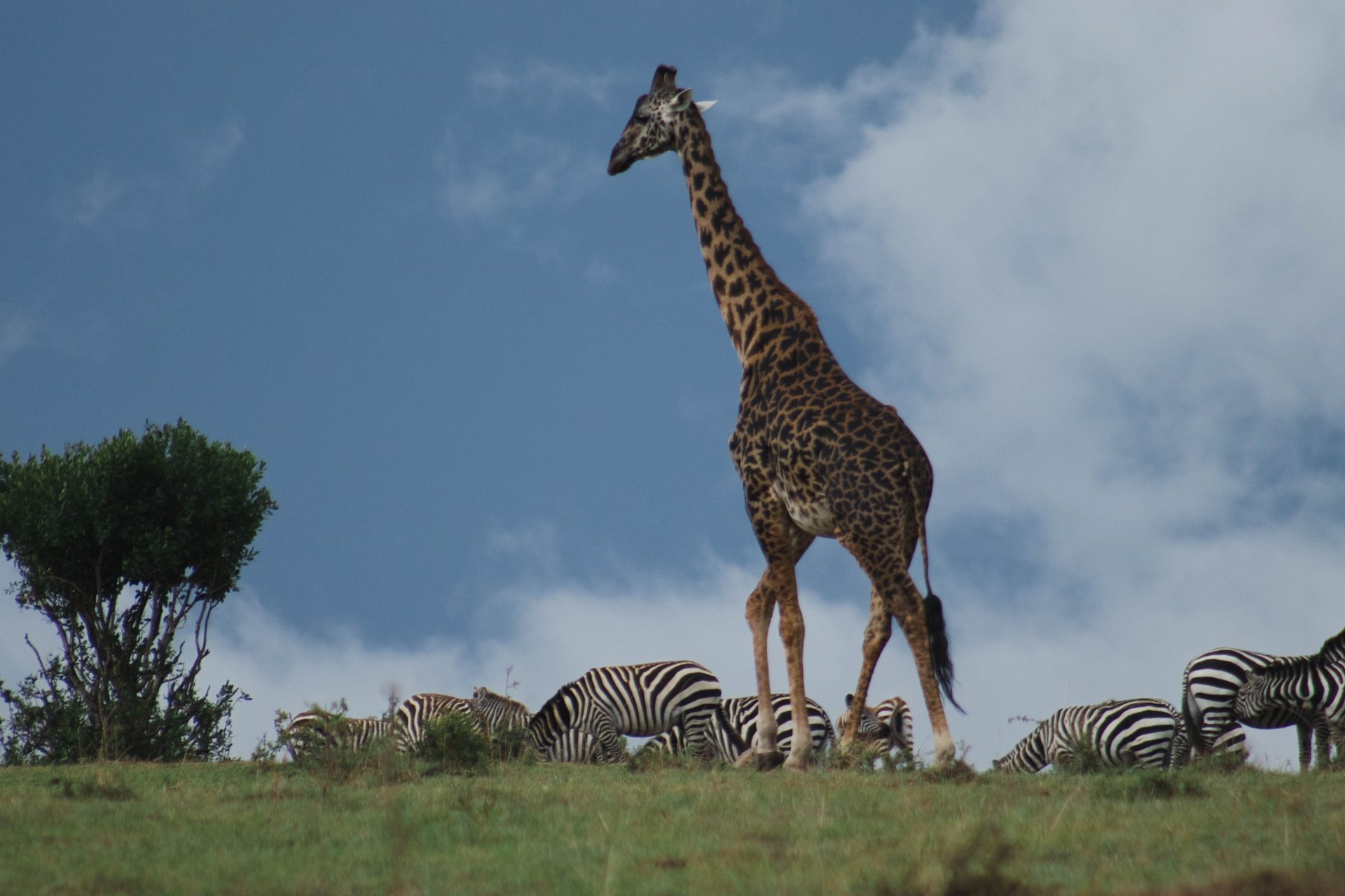 woman wearing yellow long-sleeved dress under white clouds and blue sky during daytime