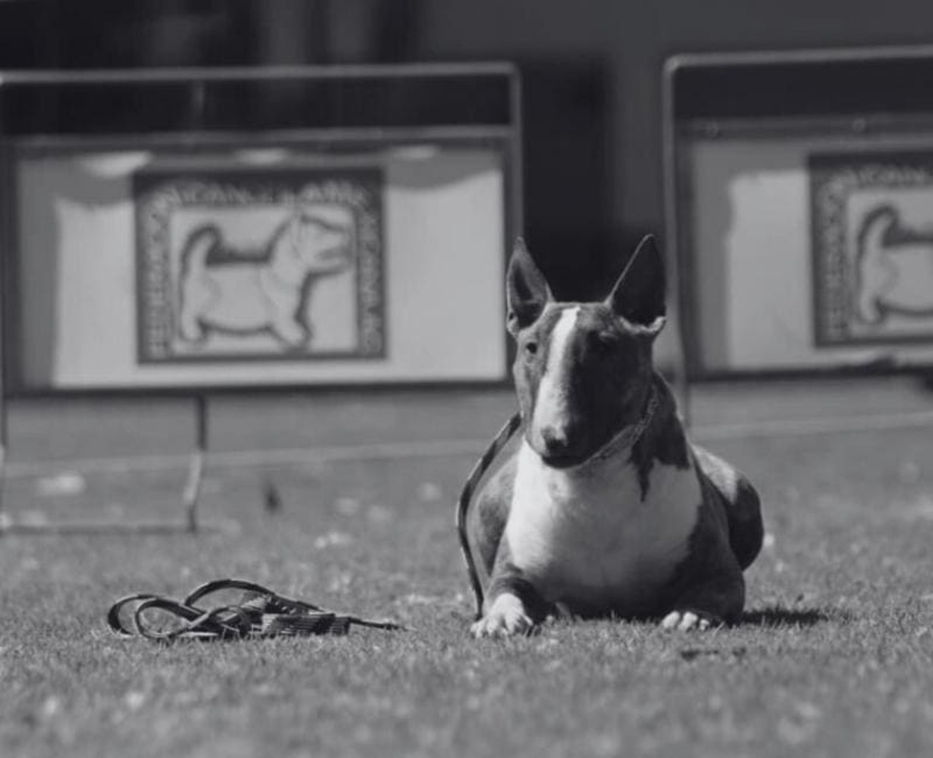 Bull terrier echado en el pasto cumpliendo la orden de echado en un campo de entrenamiento canino en San Luis Potosí