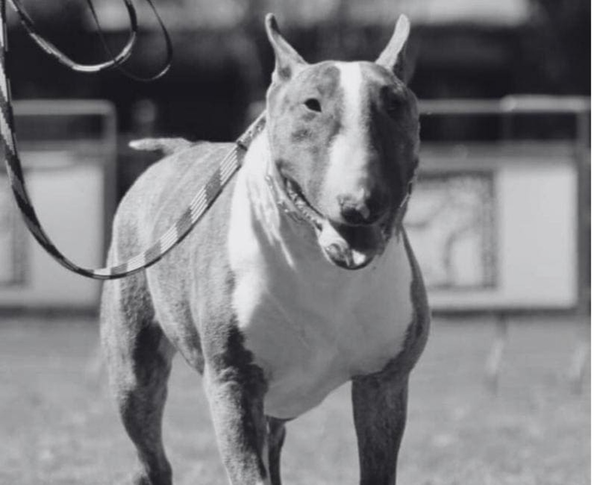 Bull terrier caminando junto a su entrenador sin tirar de la correa en una competencia canina