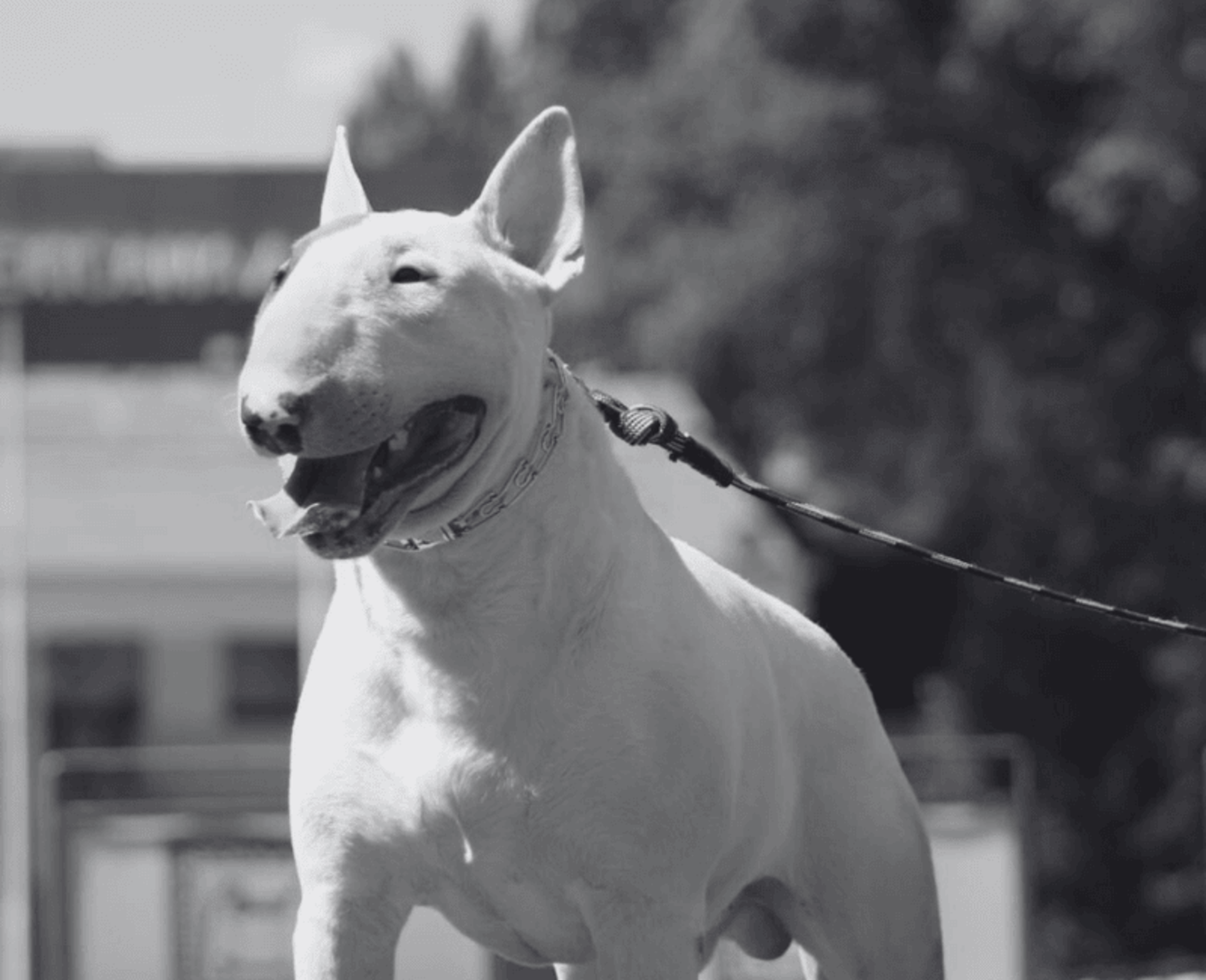 Bull terrier inglés color blanco en competición canina en un campo de San Luis Potosi