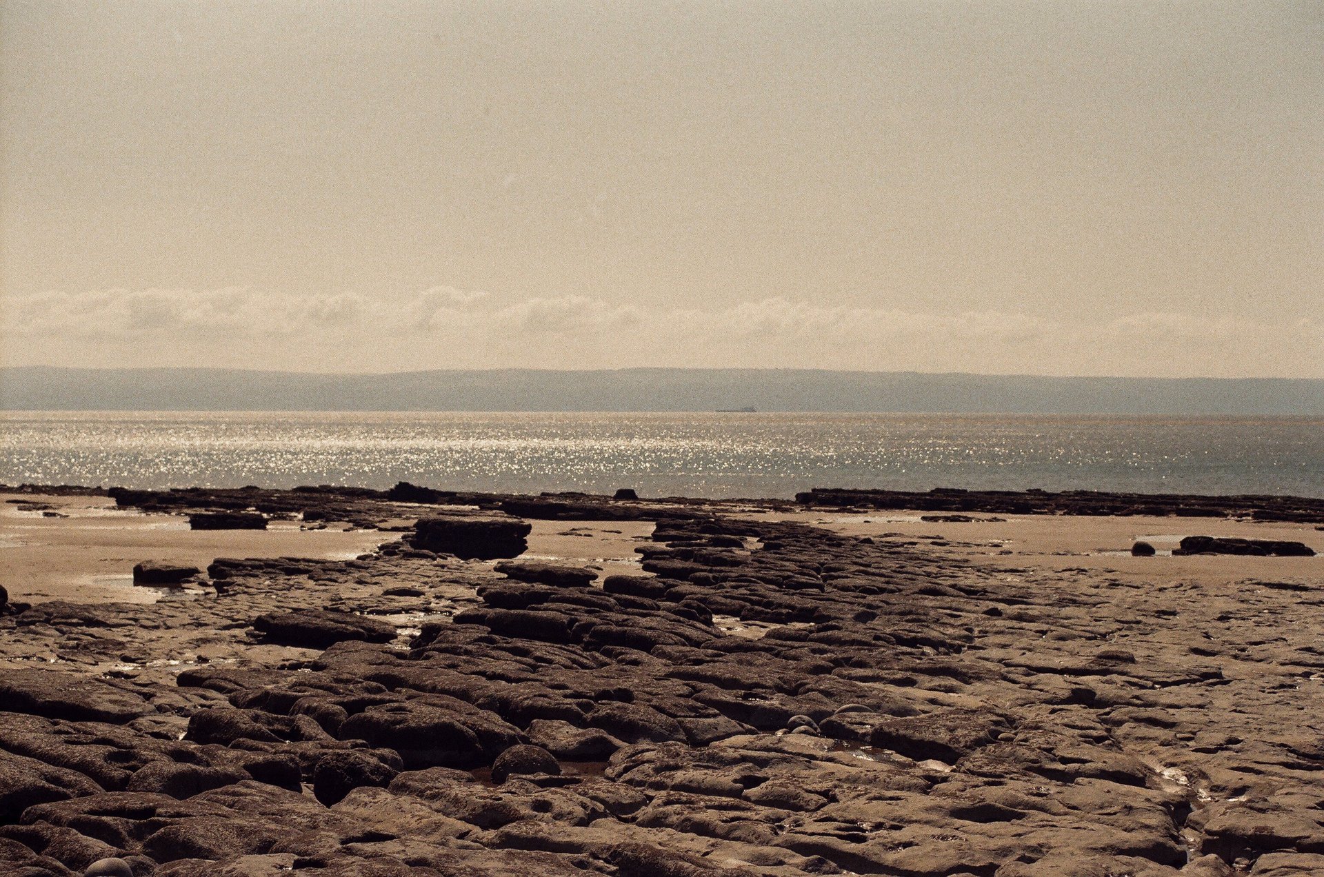 closeup photography of green palm leaves