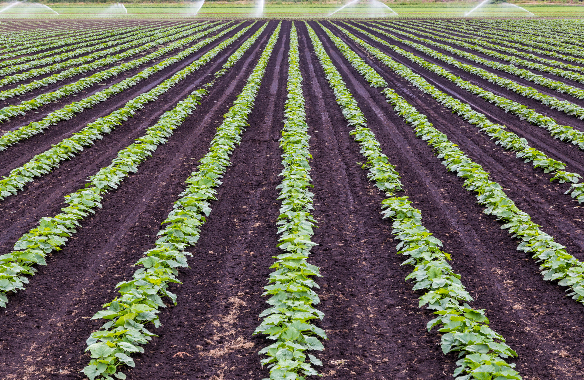 black and brown leather padded tub sofa