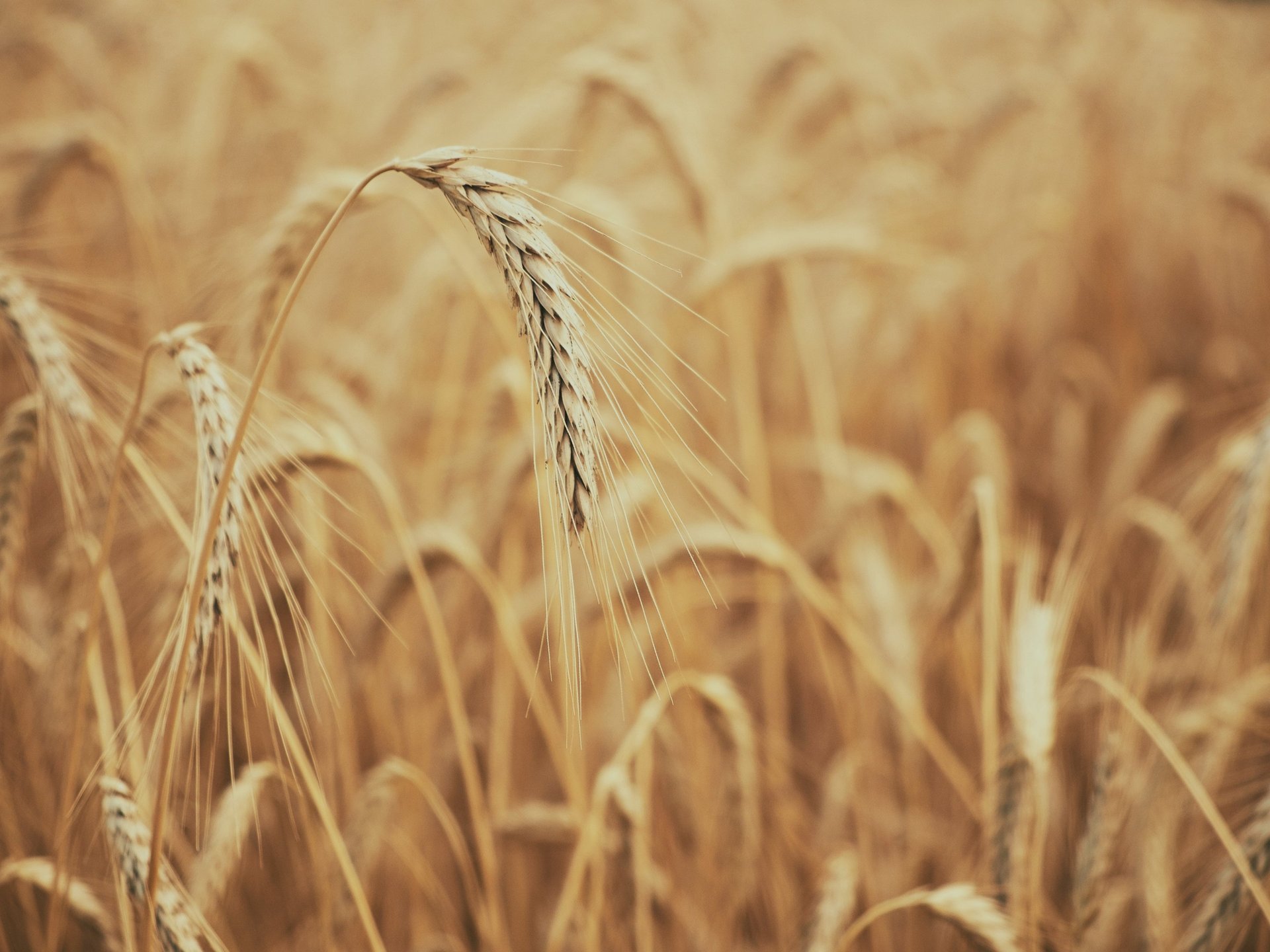 black and brown leather padded tub sofa