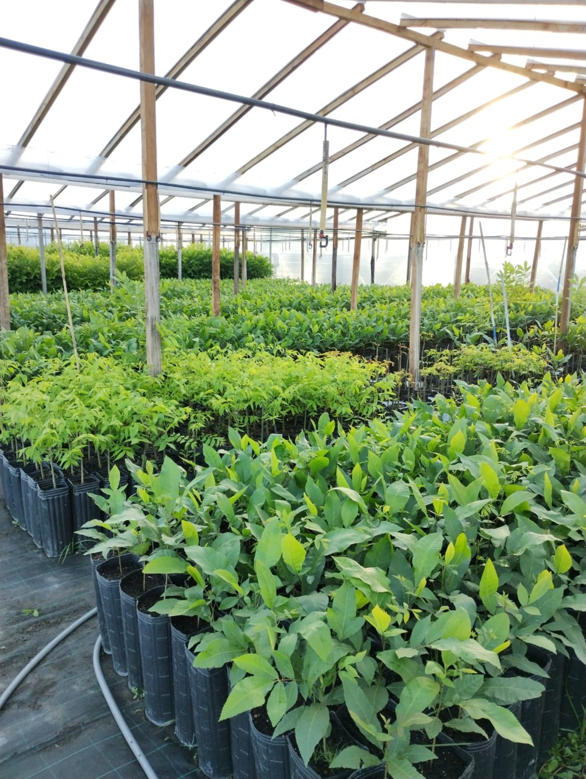 a close up of a tree with green leaves and berries