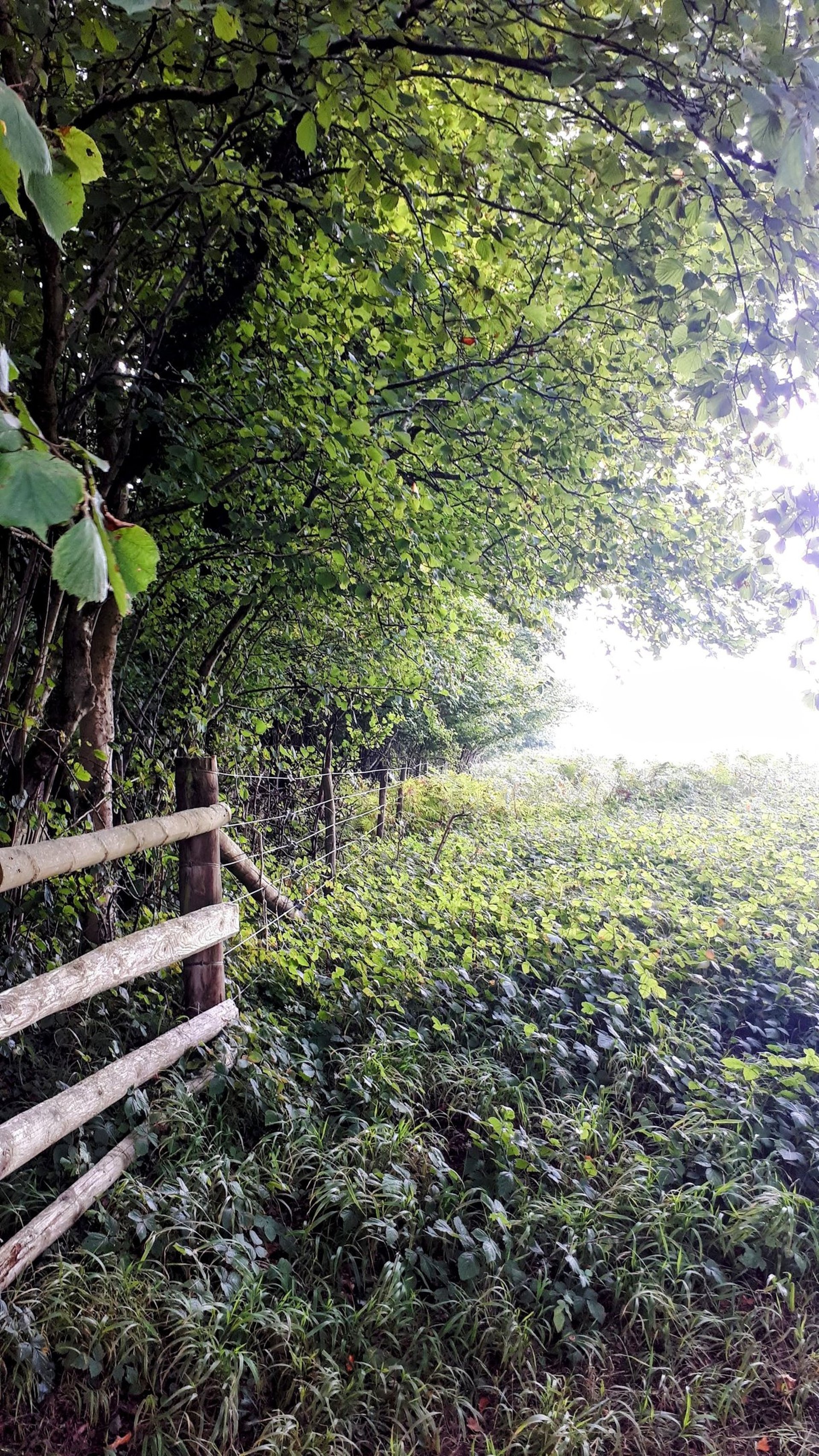 brown-leafed plant during daytime