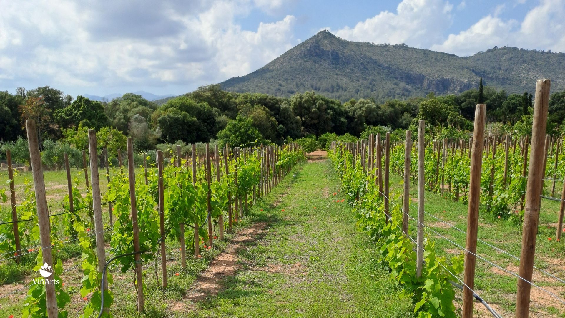 Mantenimiento de viñedos en Mallorca. Viñarts