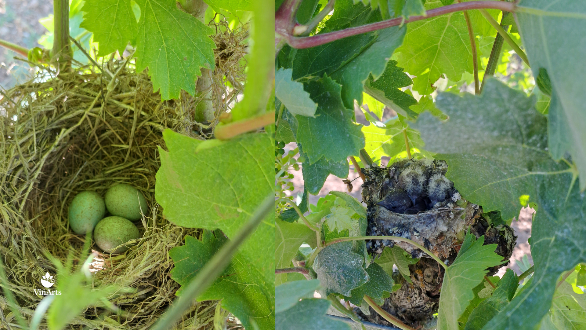 Plan de mantenimiento de viñedos en mallorca. ViñArts Mallorca