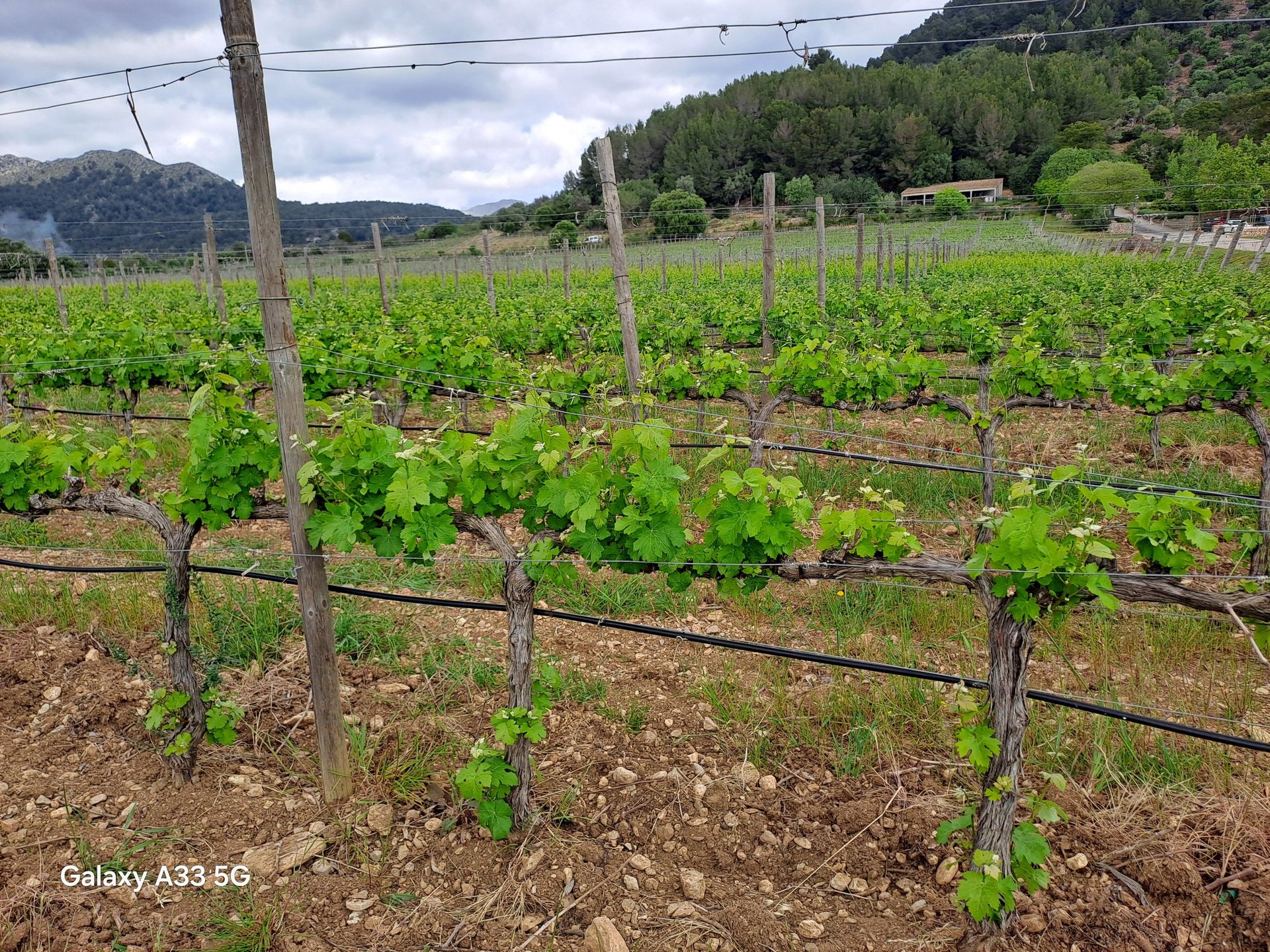 Servicios ecológicos para viñedos en Mallorca