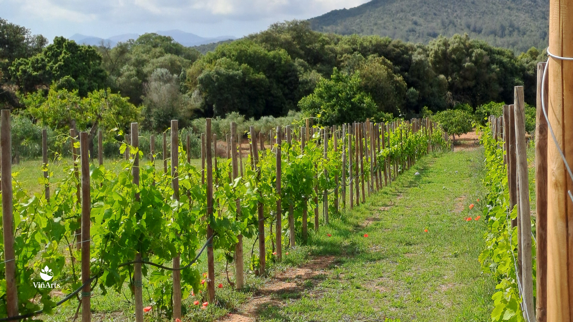 Preguntas frecuentes sobre viticultura ecológica en Mallorca | Viñarts