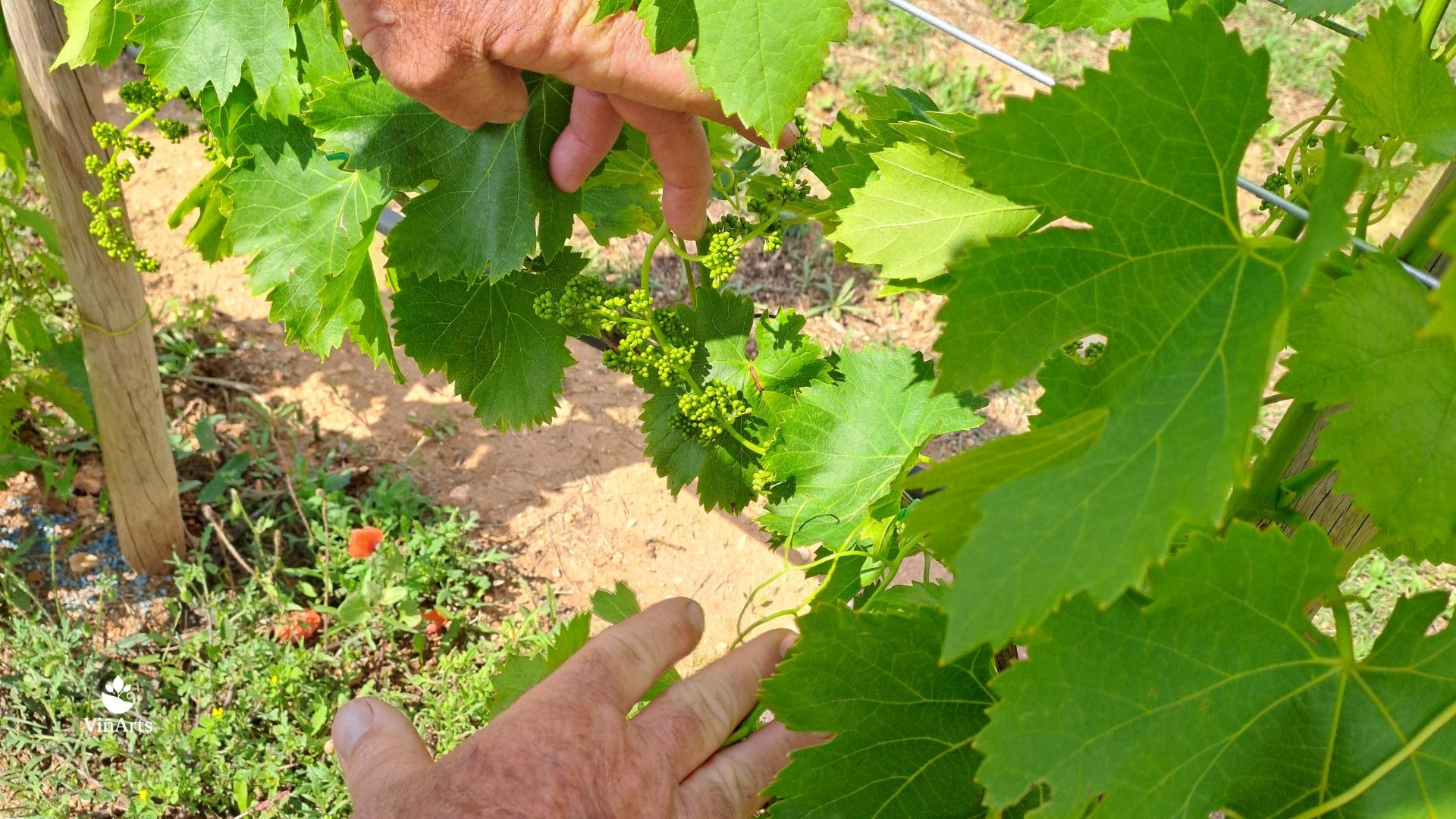 servicios ecológicos para la vid en mallorca