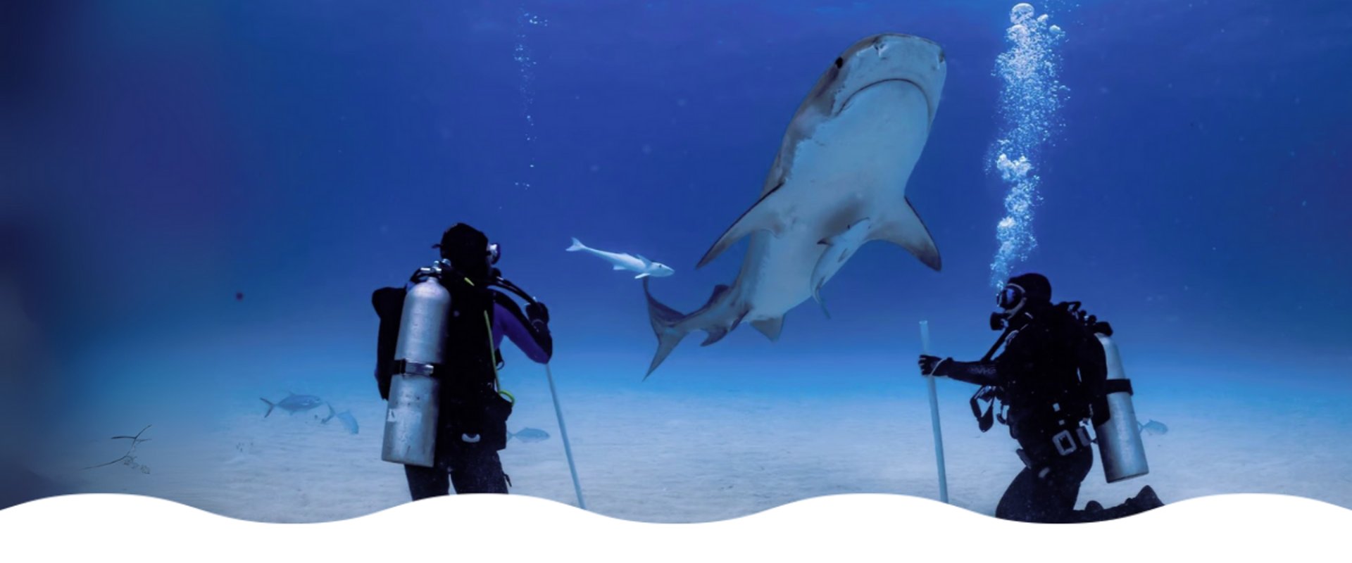 requin-pointes-noires