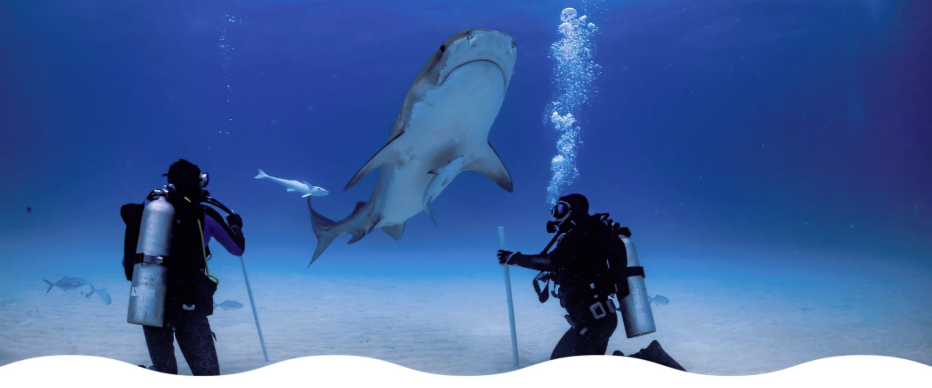 requin-pointes-noires