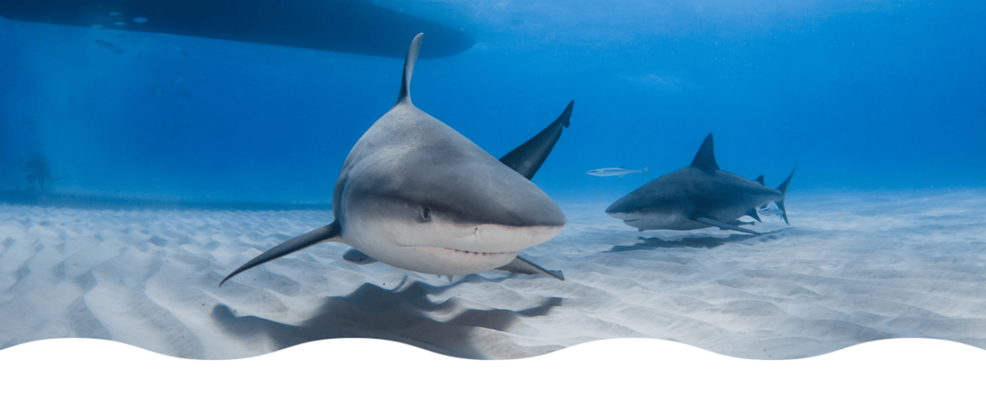 2 requins bouledogues de face sur un bans de sable